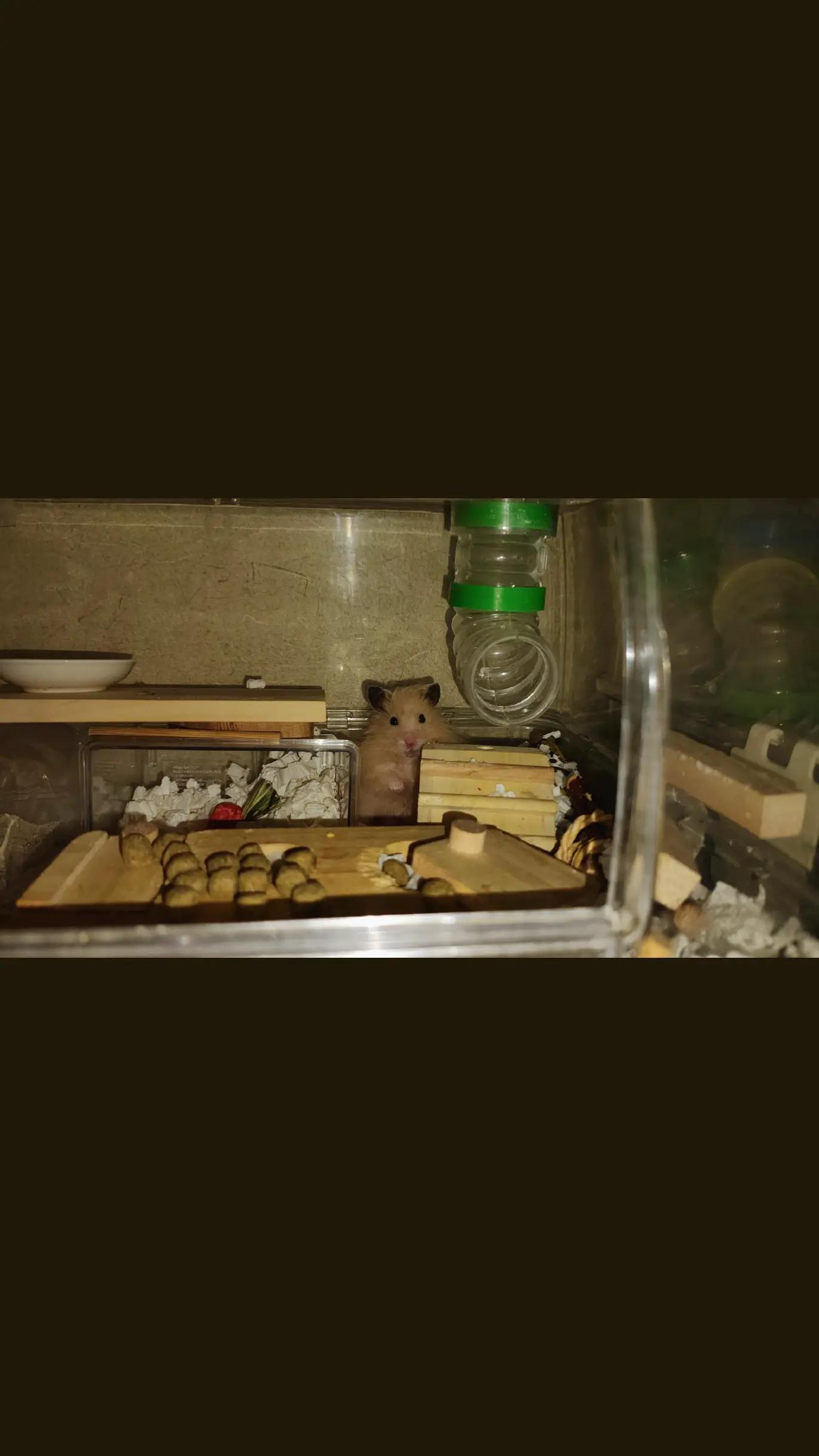 @モチキン🐹