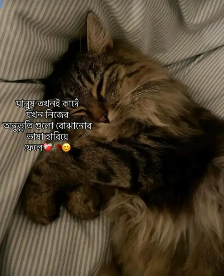 @picođ¸