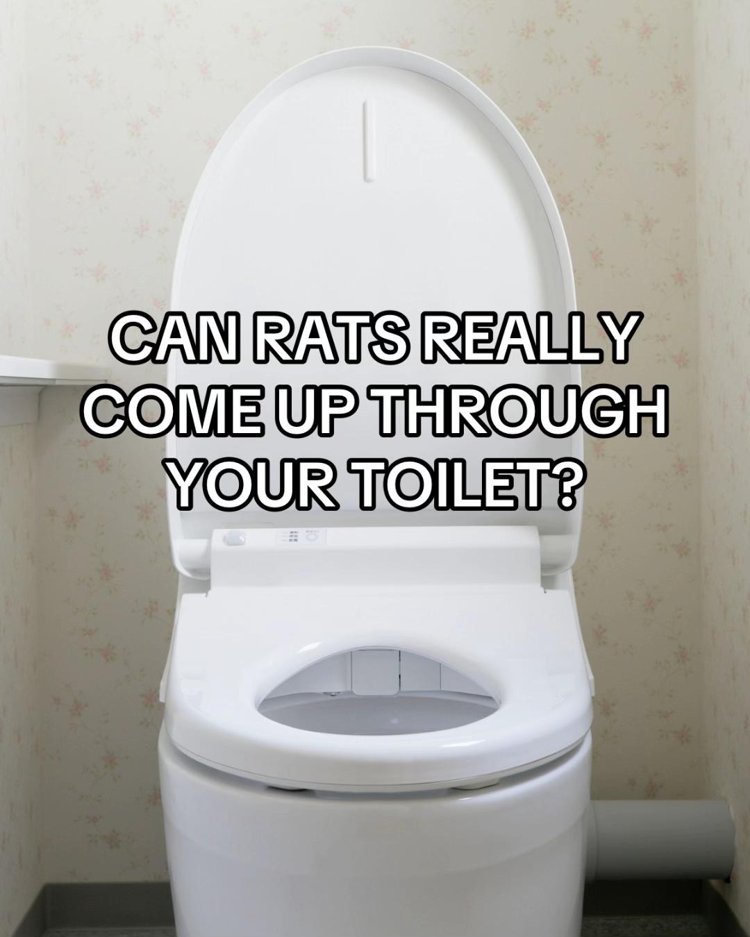 @Imperium Pest Control