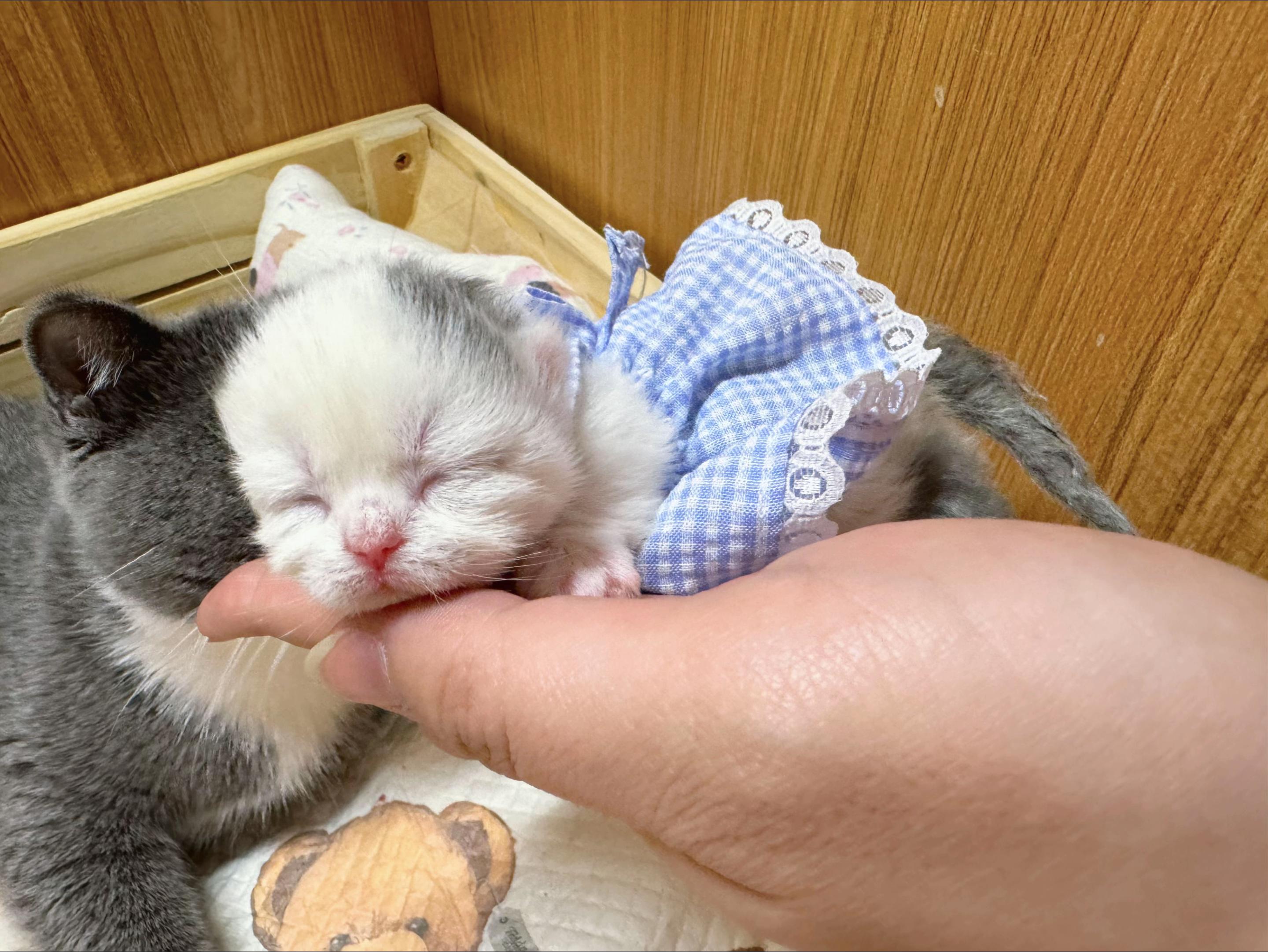 @1ch&oacute;6meow