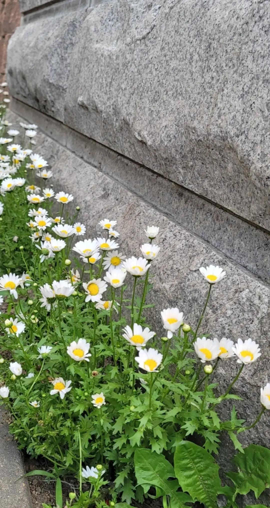 @허세부인