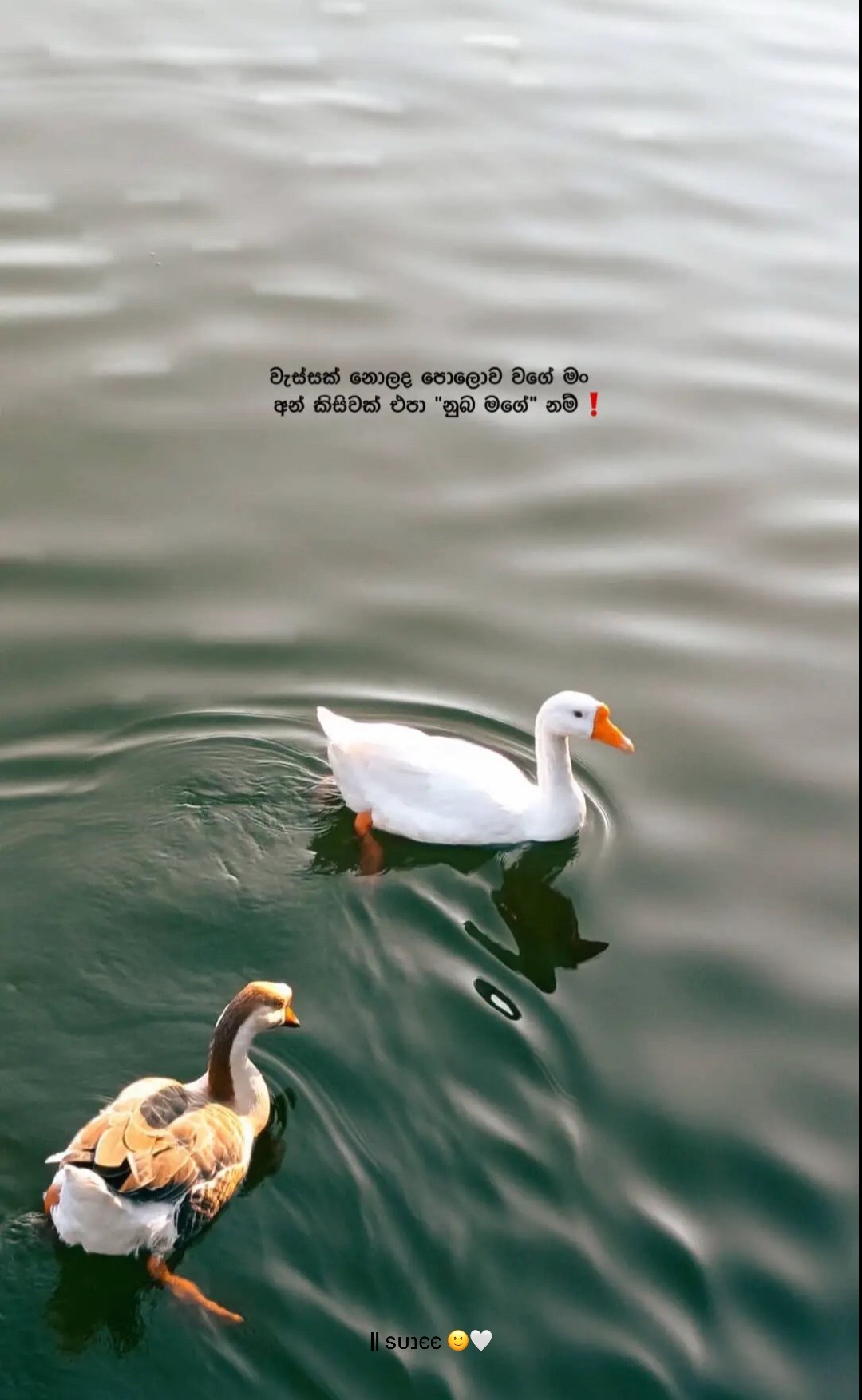 @|| ѕυנєє 🙂🤍...