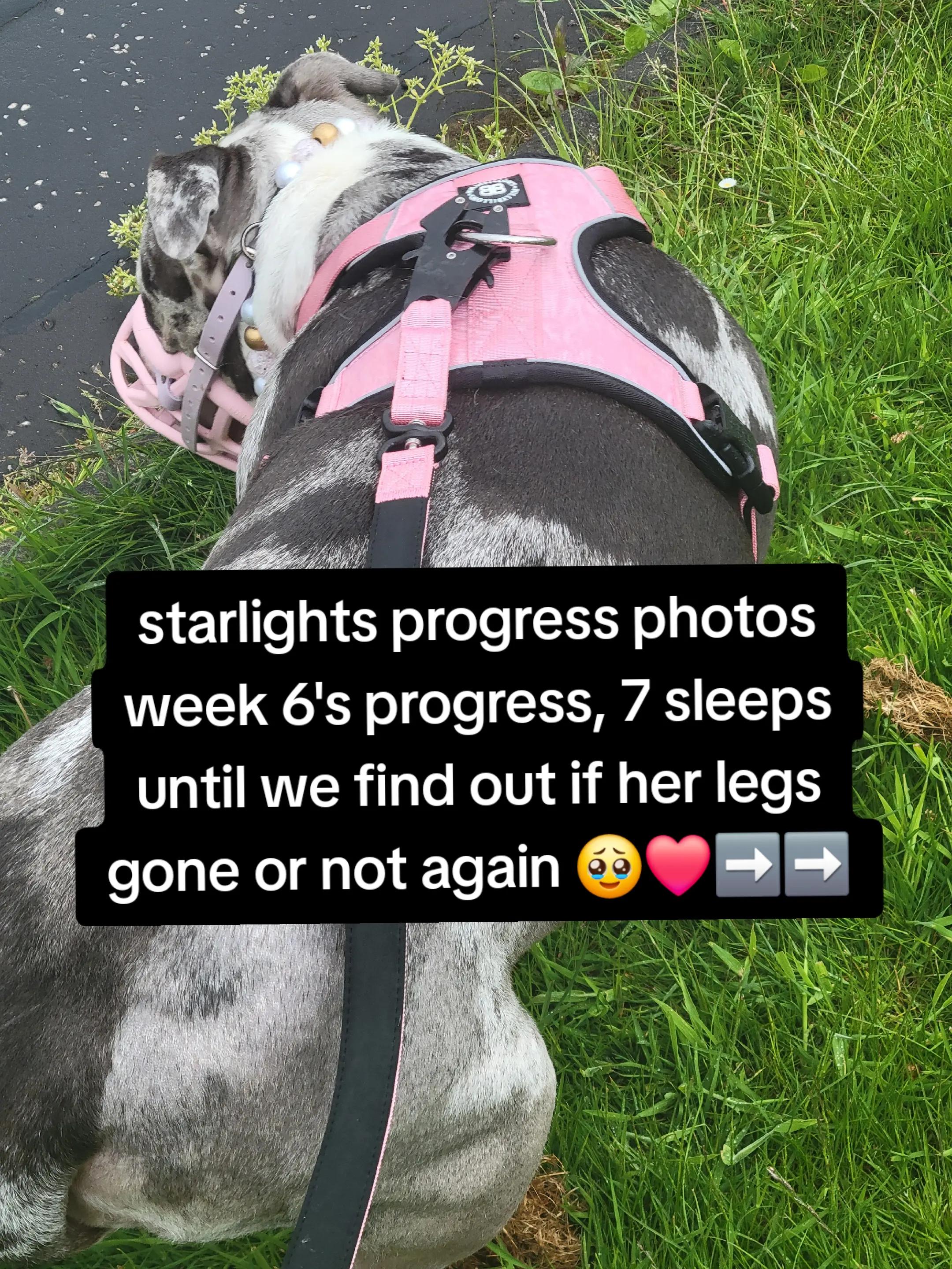 @kirsty+starlight the xl bully