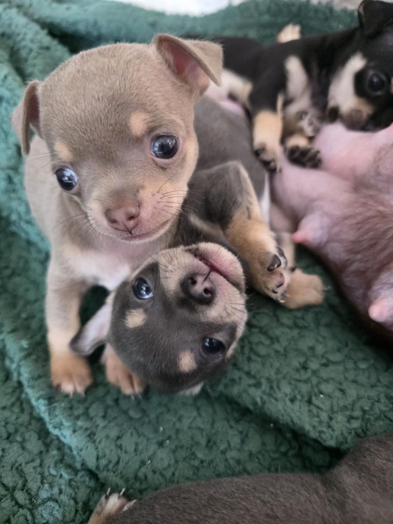 @Suffolk Chihuahuas