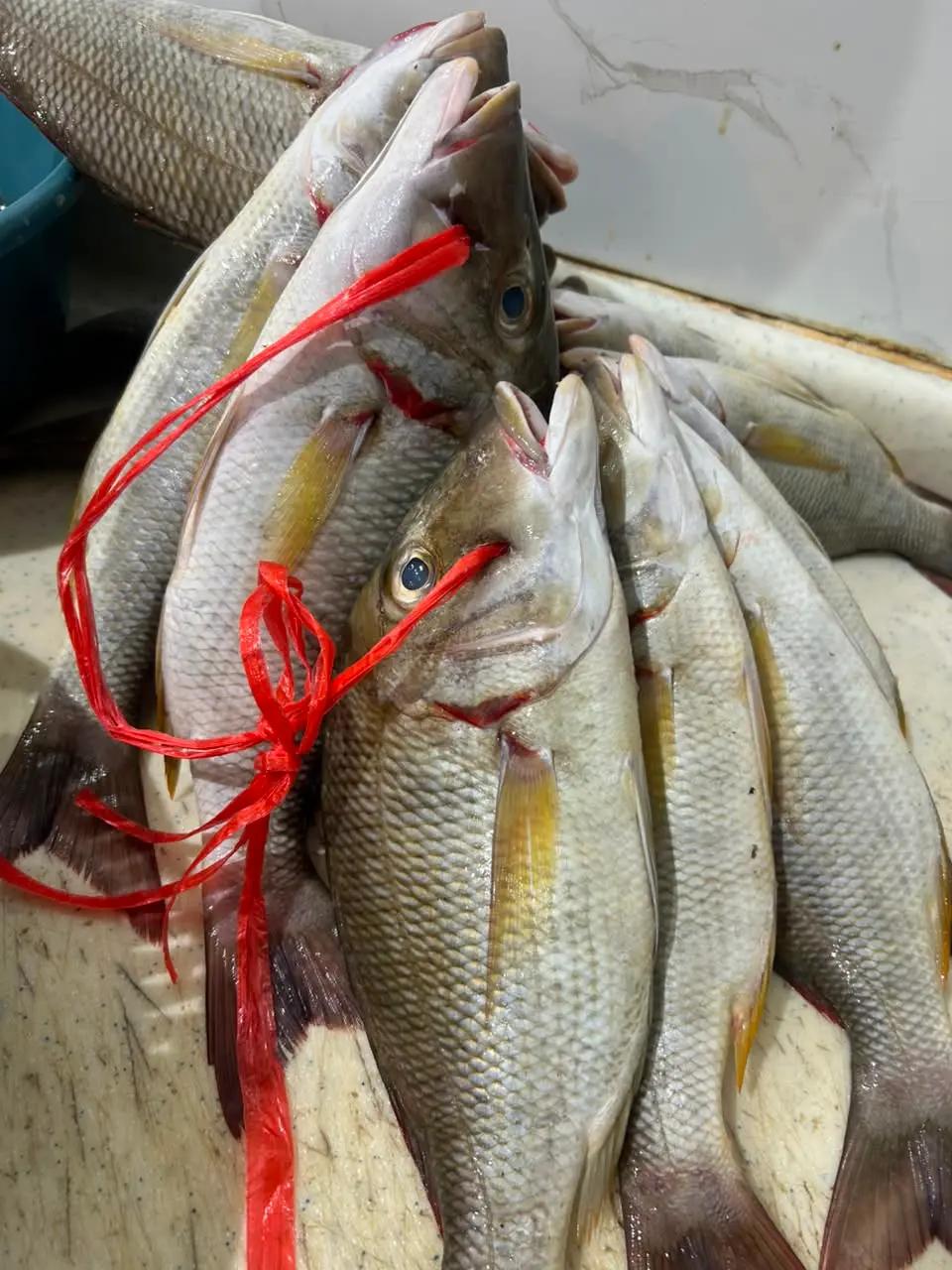@مطعم القوز للأسماك.الدرب🧿