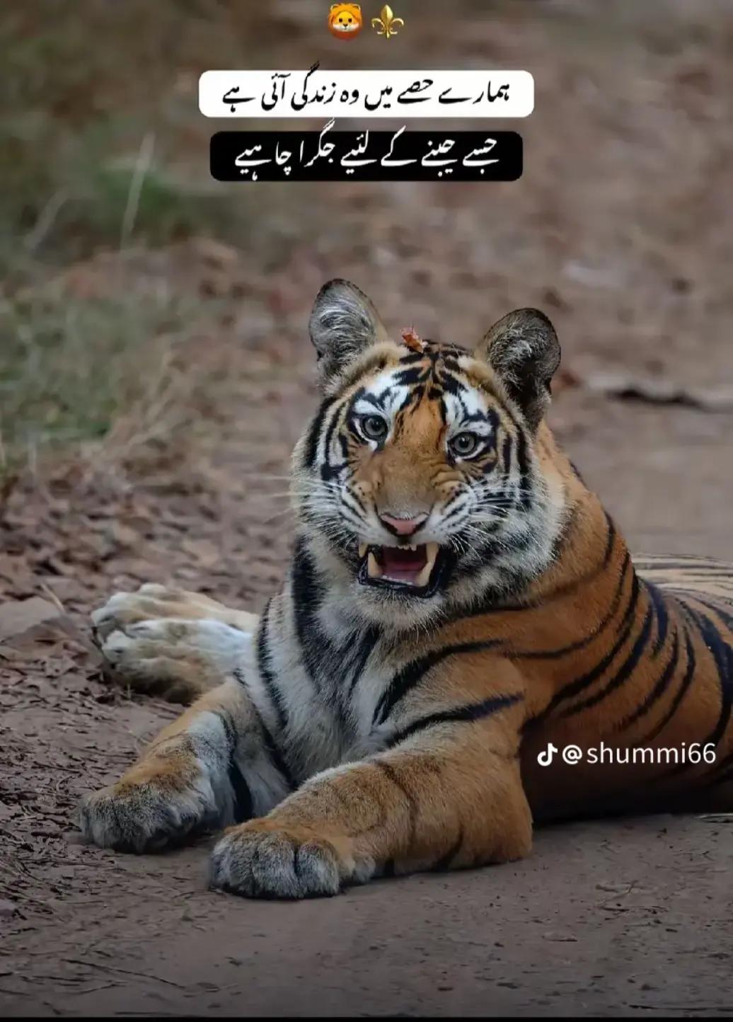 @✌MUSAB😎🇵🇰