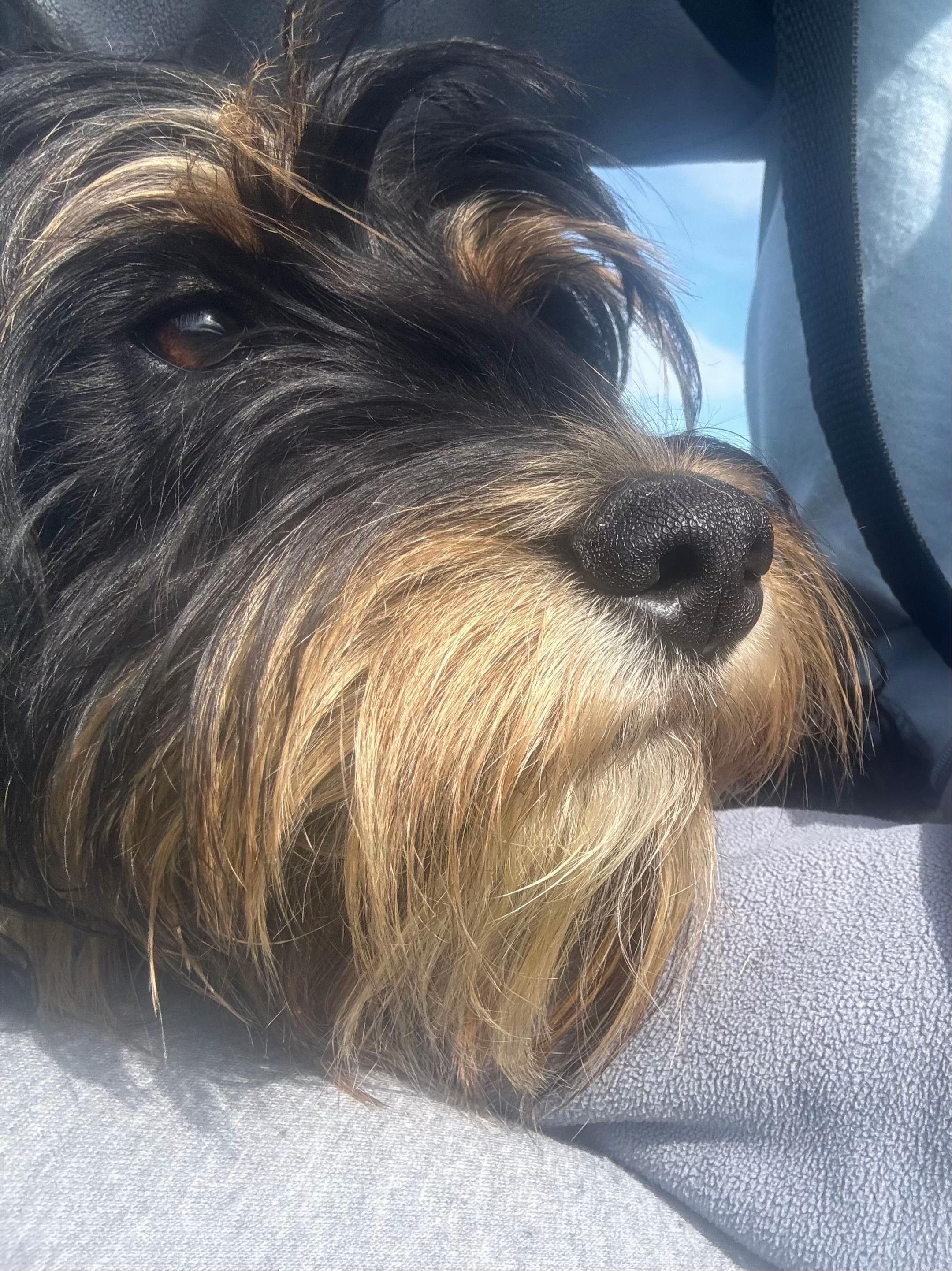 @Crazy Dog Lady & Jack Cavapoo