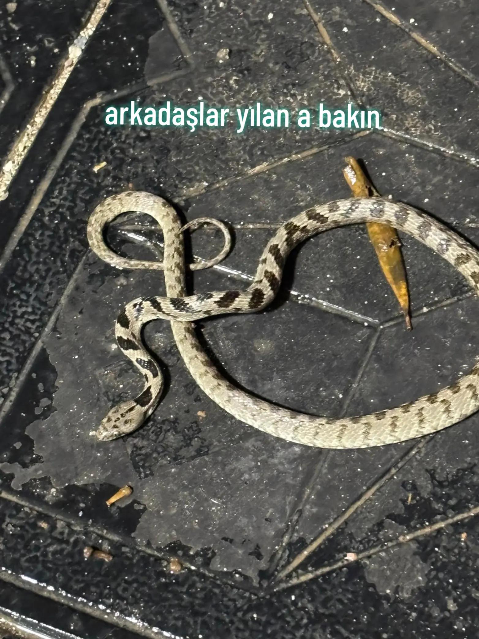 @Alptuğ