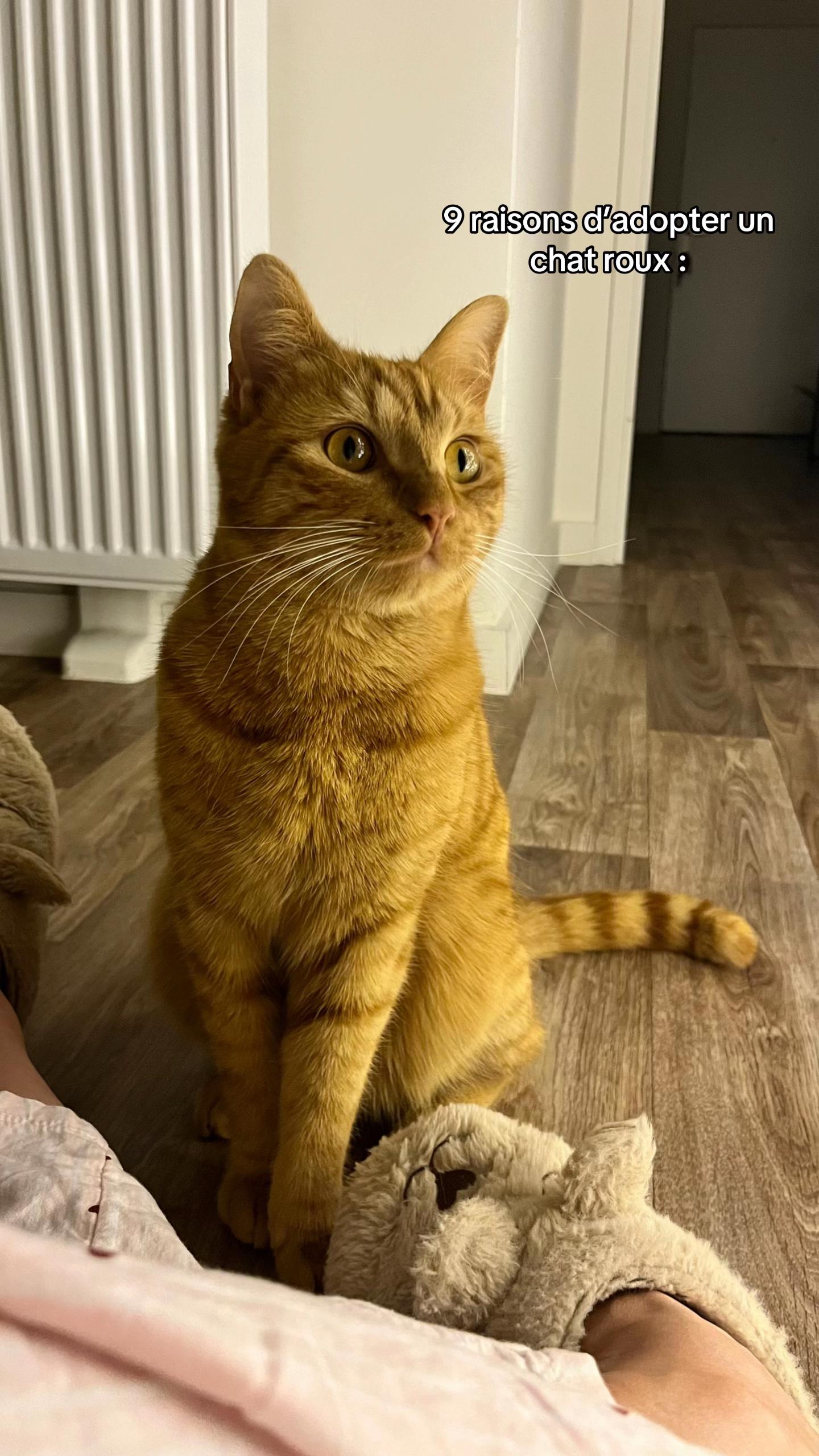 @ℂ𝕙𝕒 & 𝕄𝕚𝕝𝕠 ♈︎ 🐱