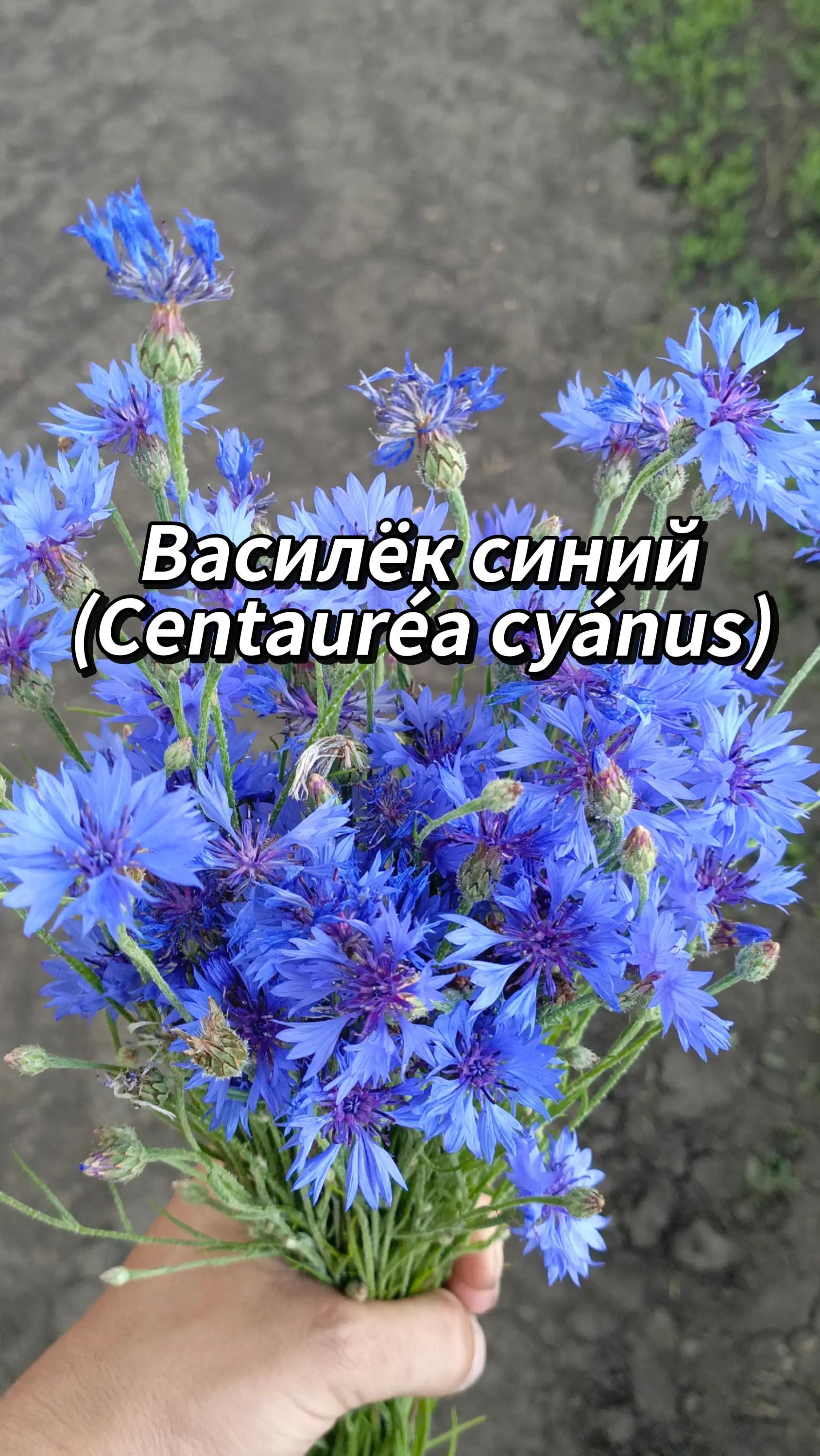 @🍃Зелёный шифр🍃
