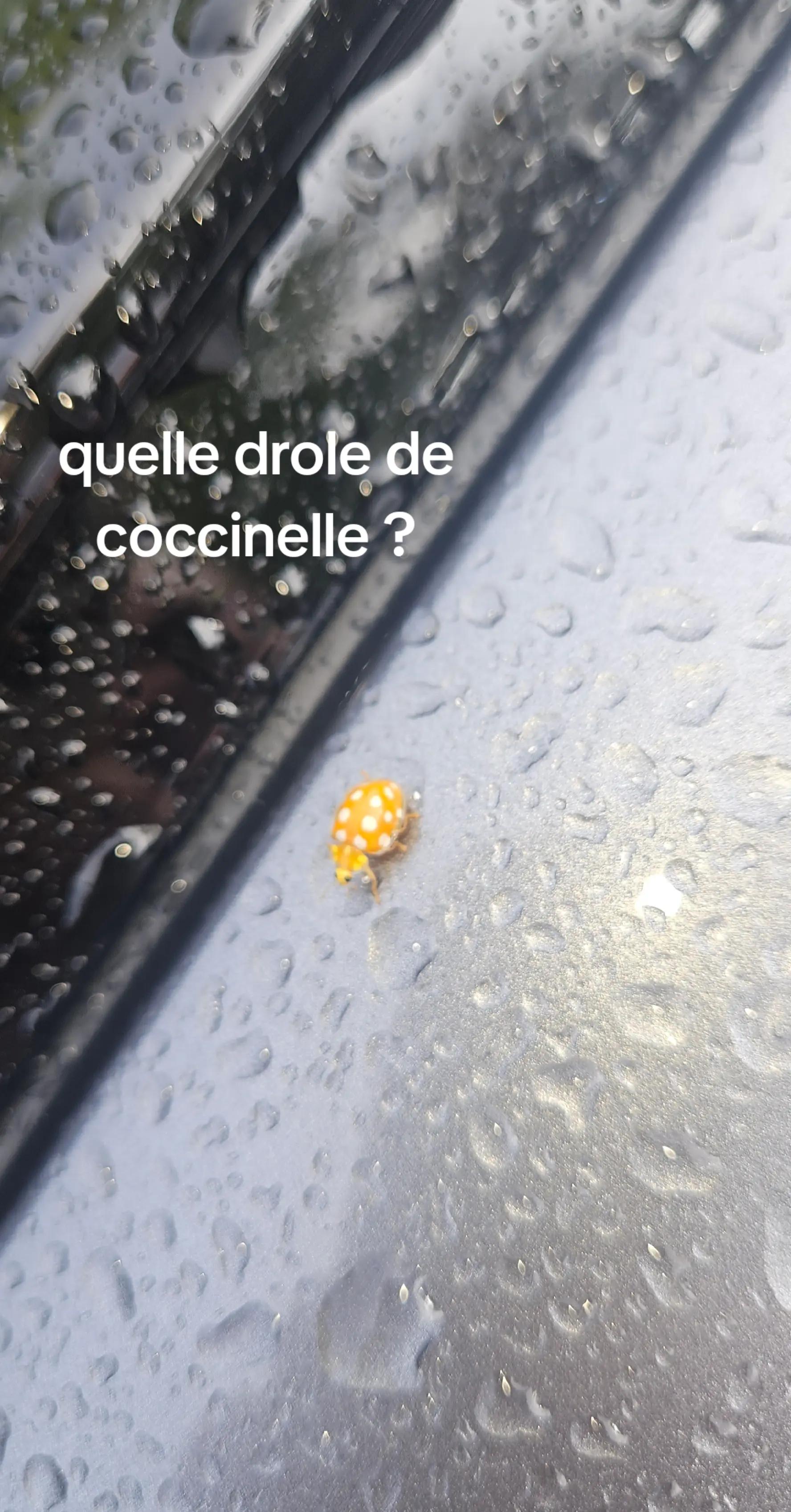 @ora