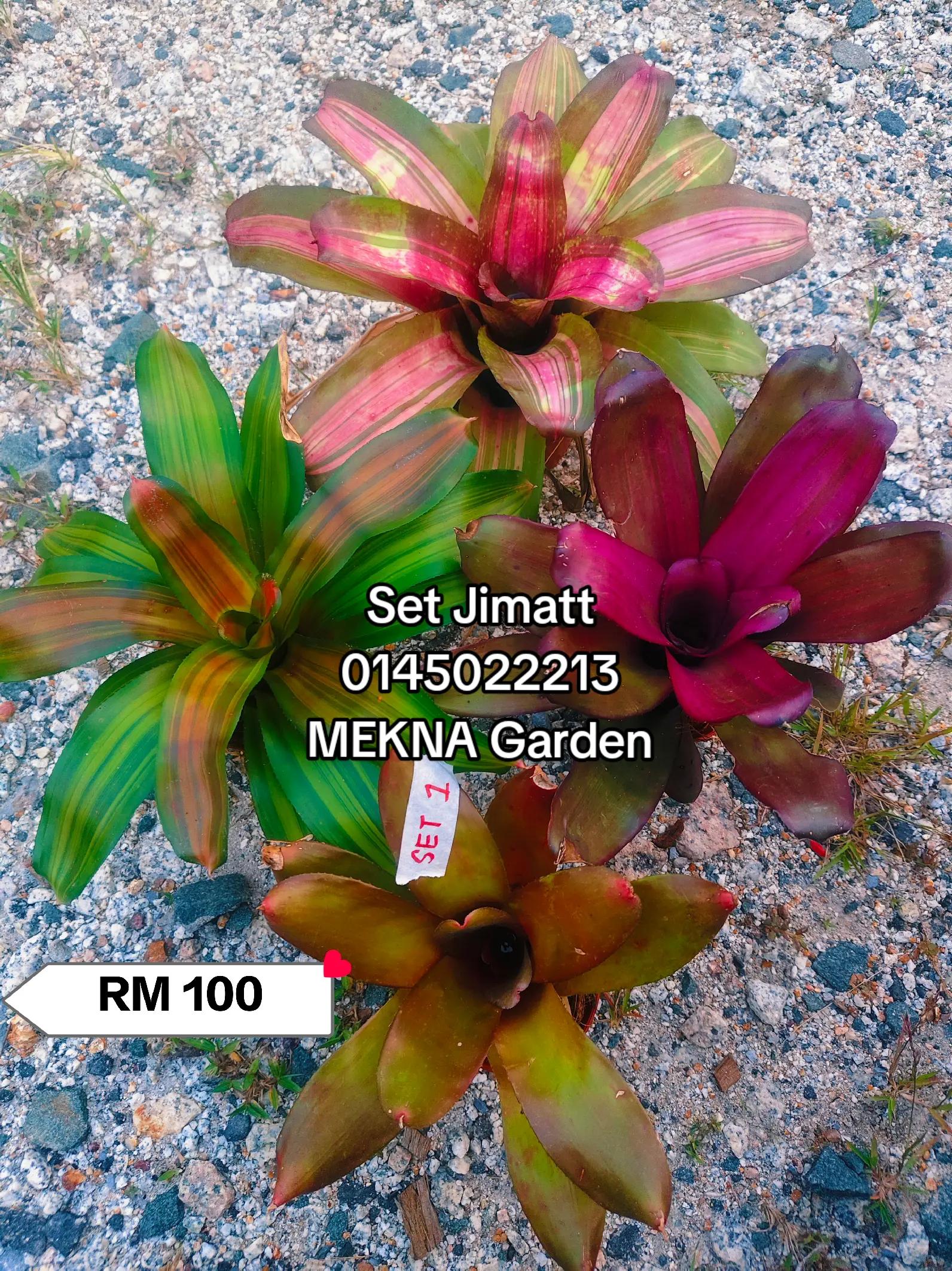 @MEKNA Garden
