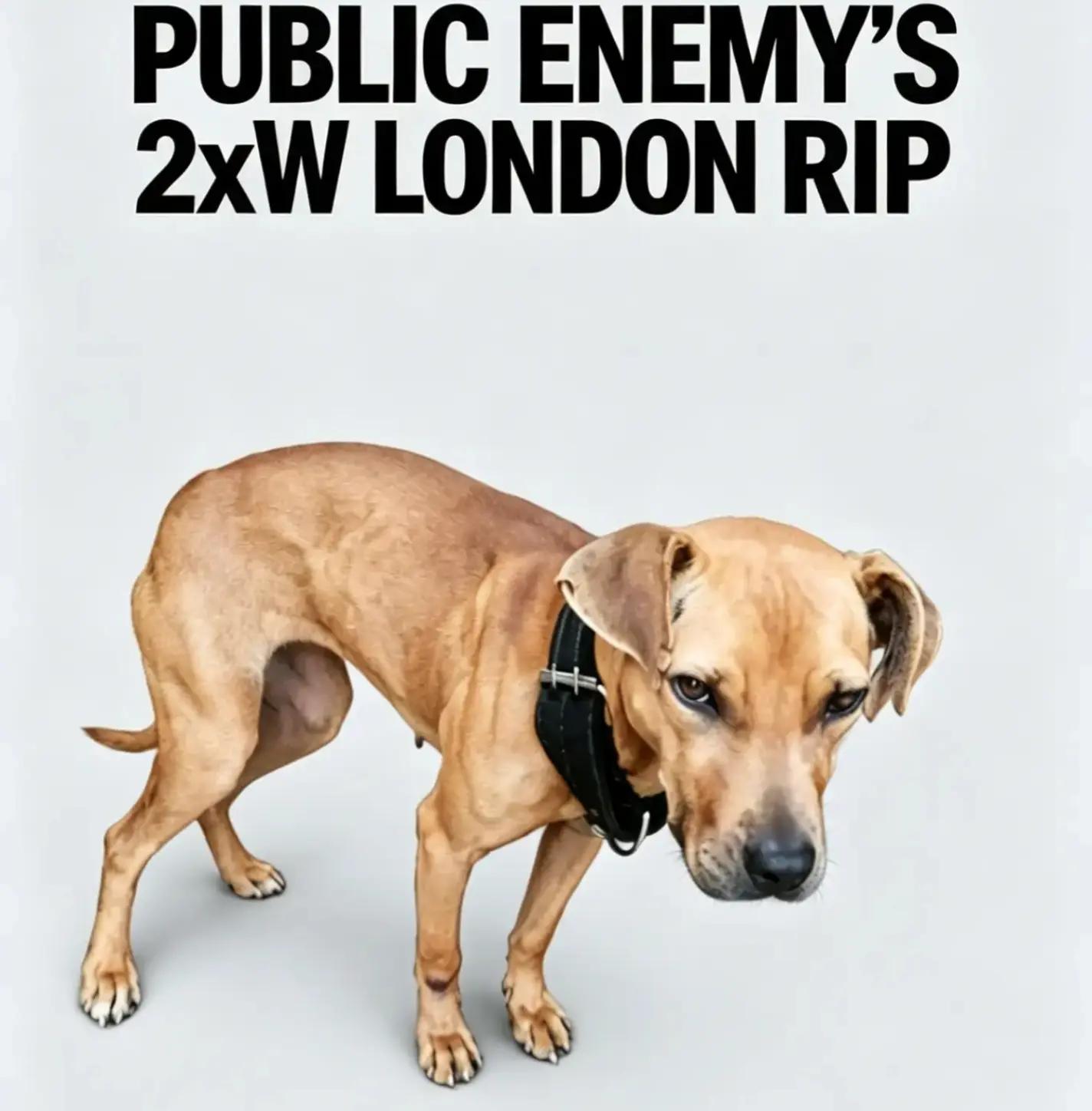 @SAAPBT_GAMEDOGS