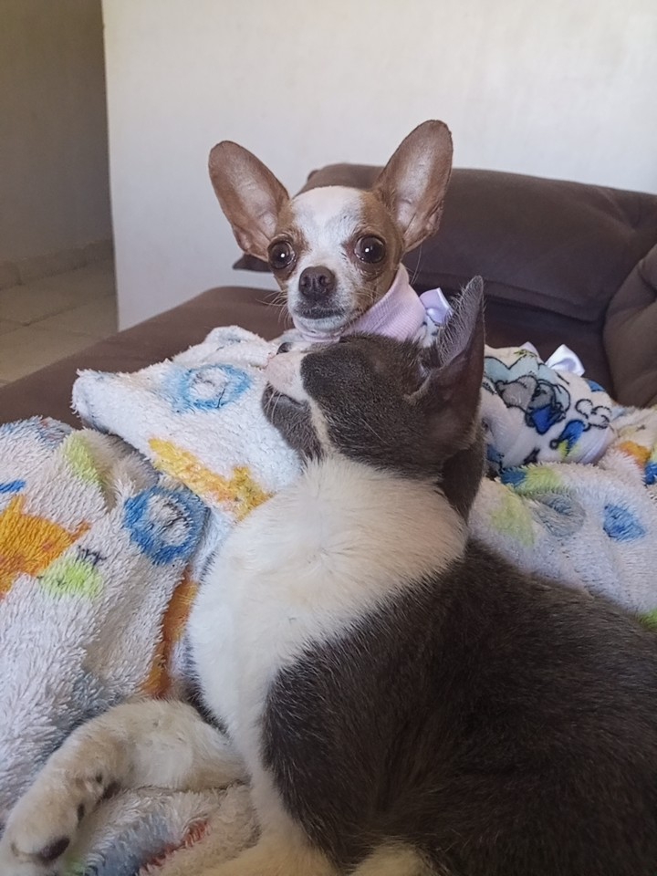 @Lilizinha🐶