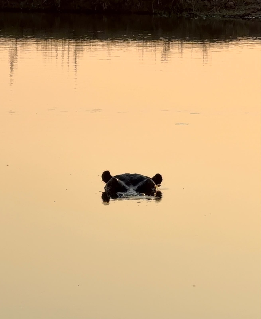 @Jabulani Safari