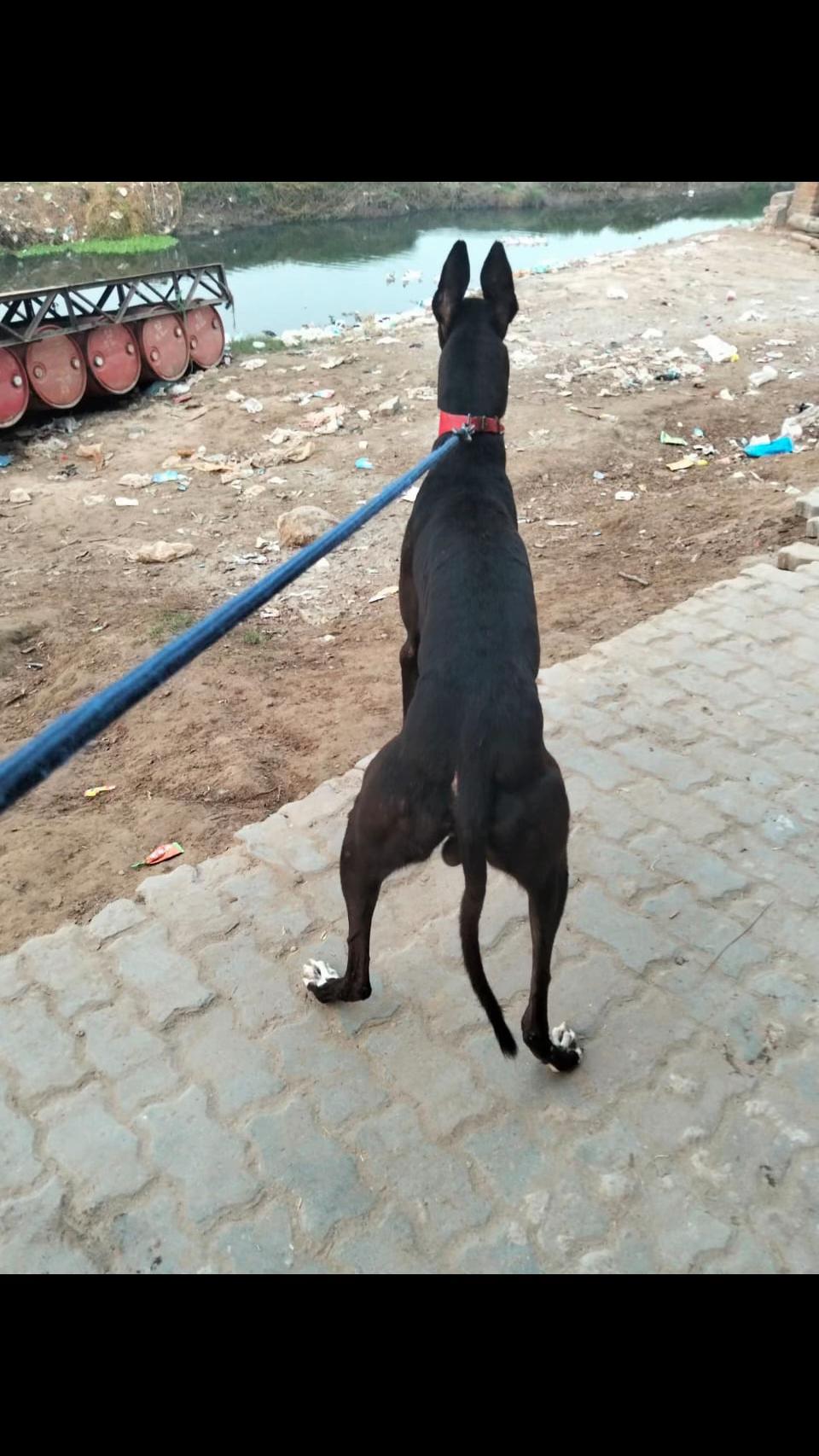 @Grayhond Lover