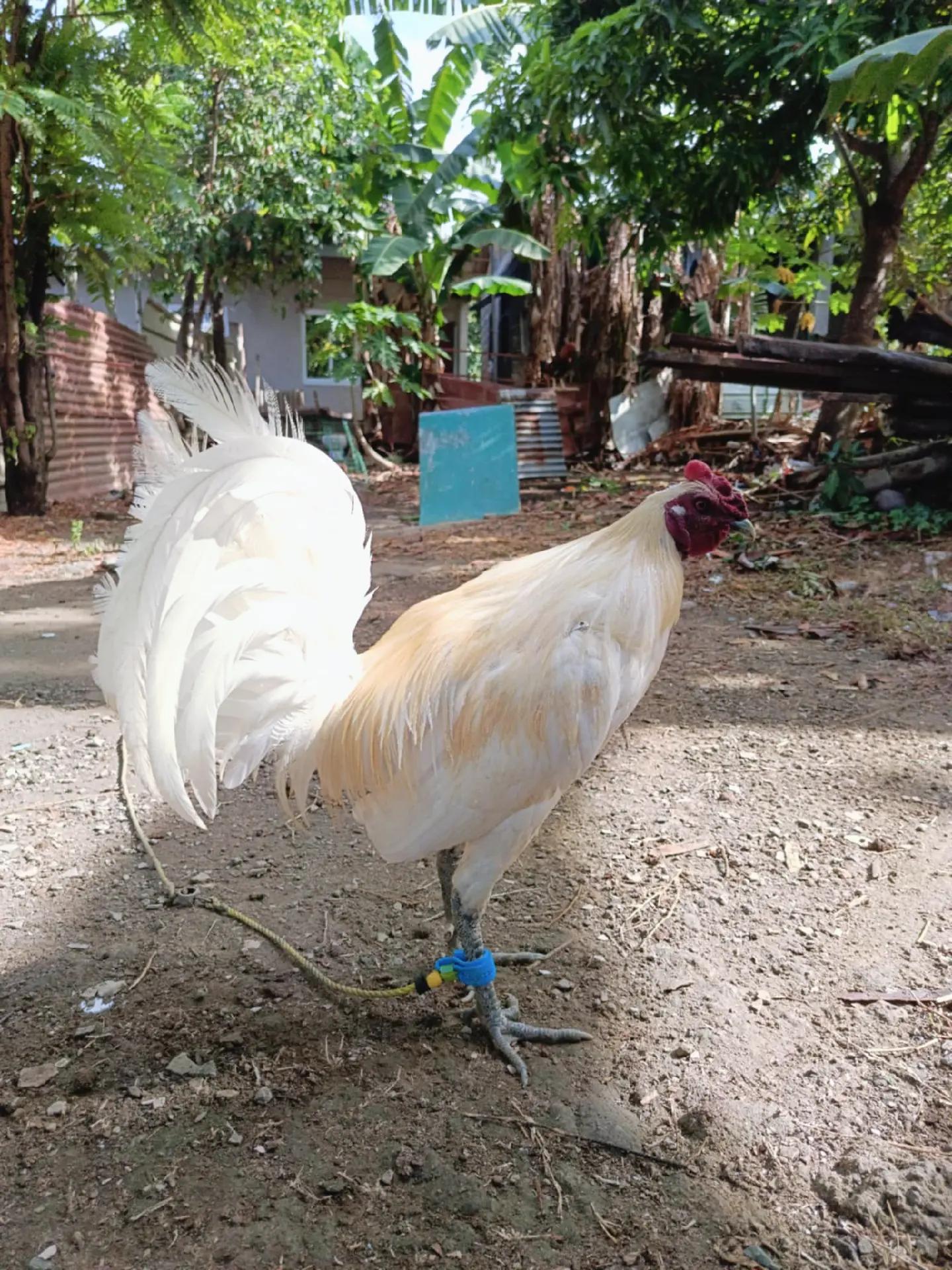 @jbt888 gamefowl