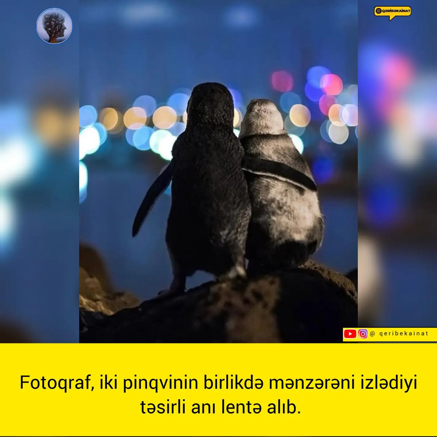 @qeribekainat
