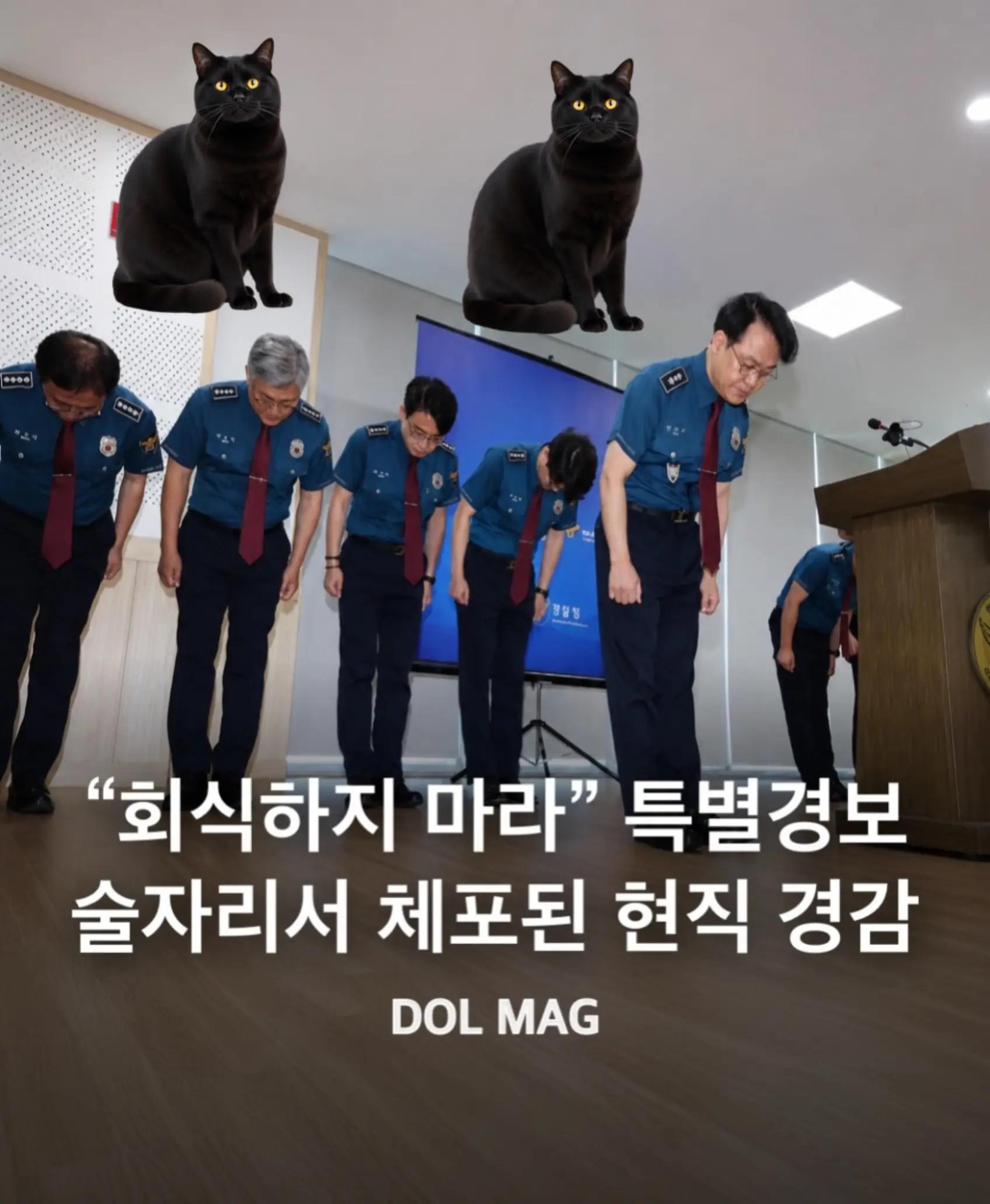 @🌺시라소니[본]🌺