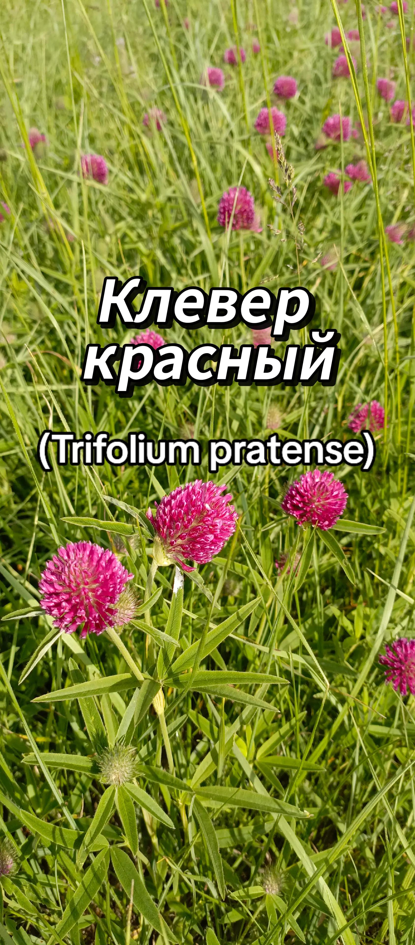 @🍃Зелёный шифр🍃