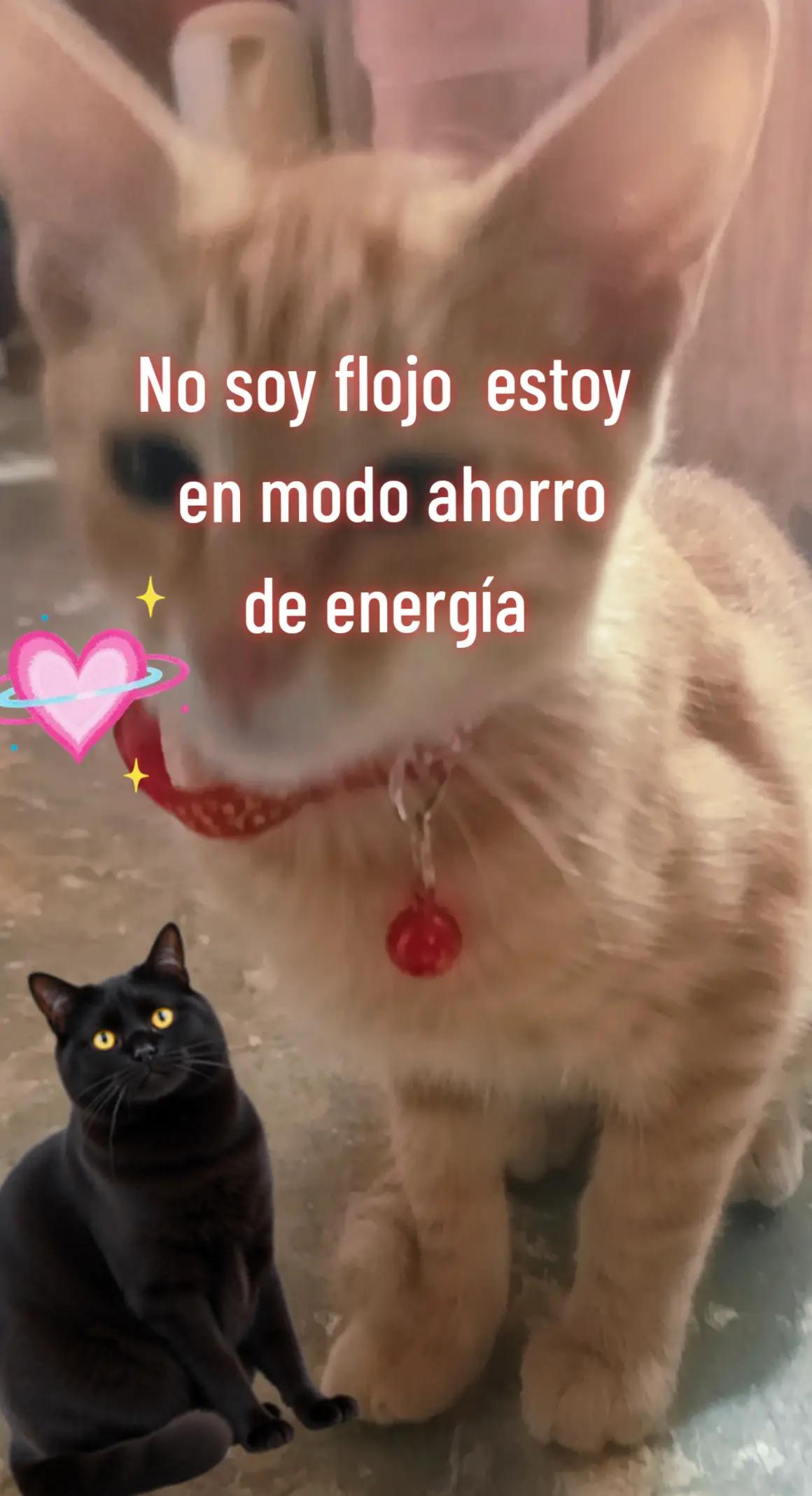 @Joss Elías