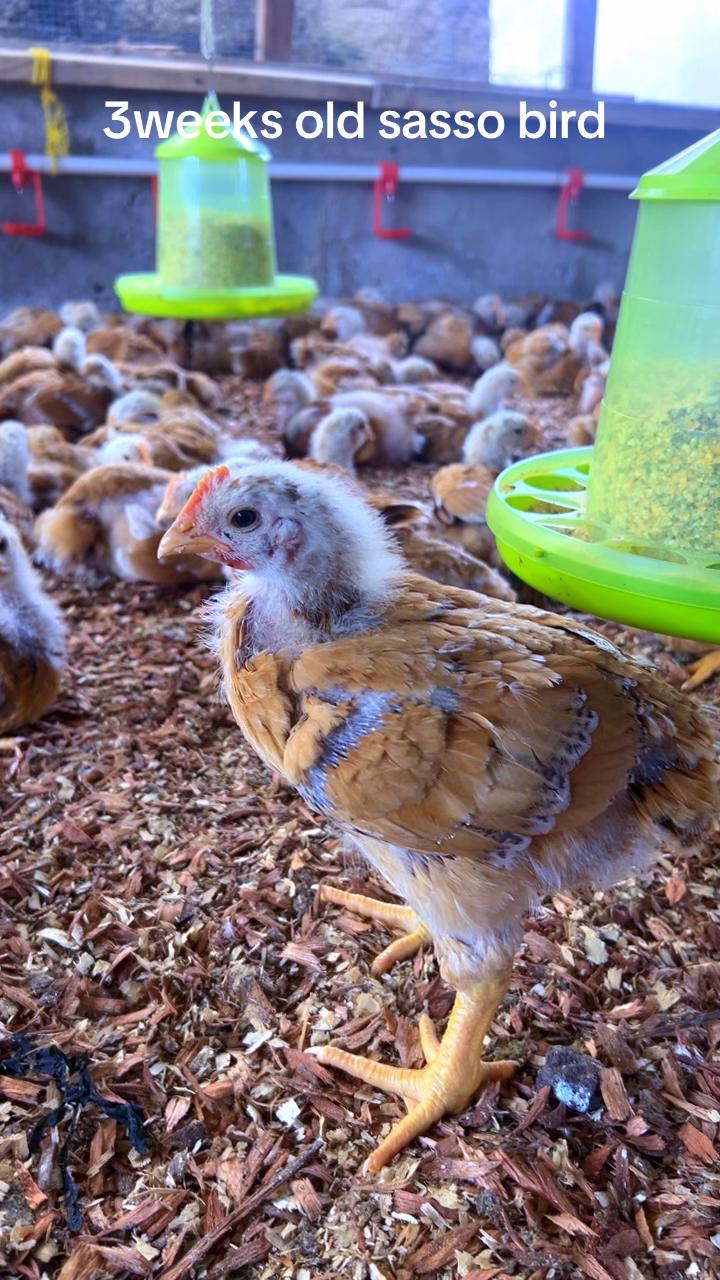 @evansjobsfarms