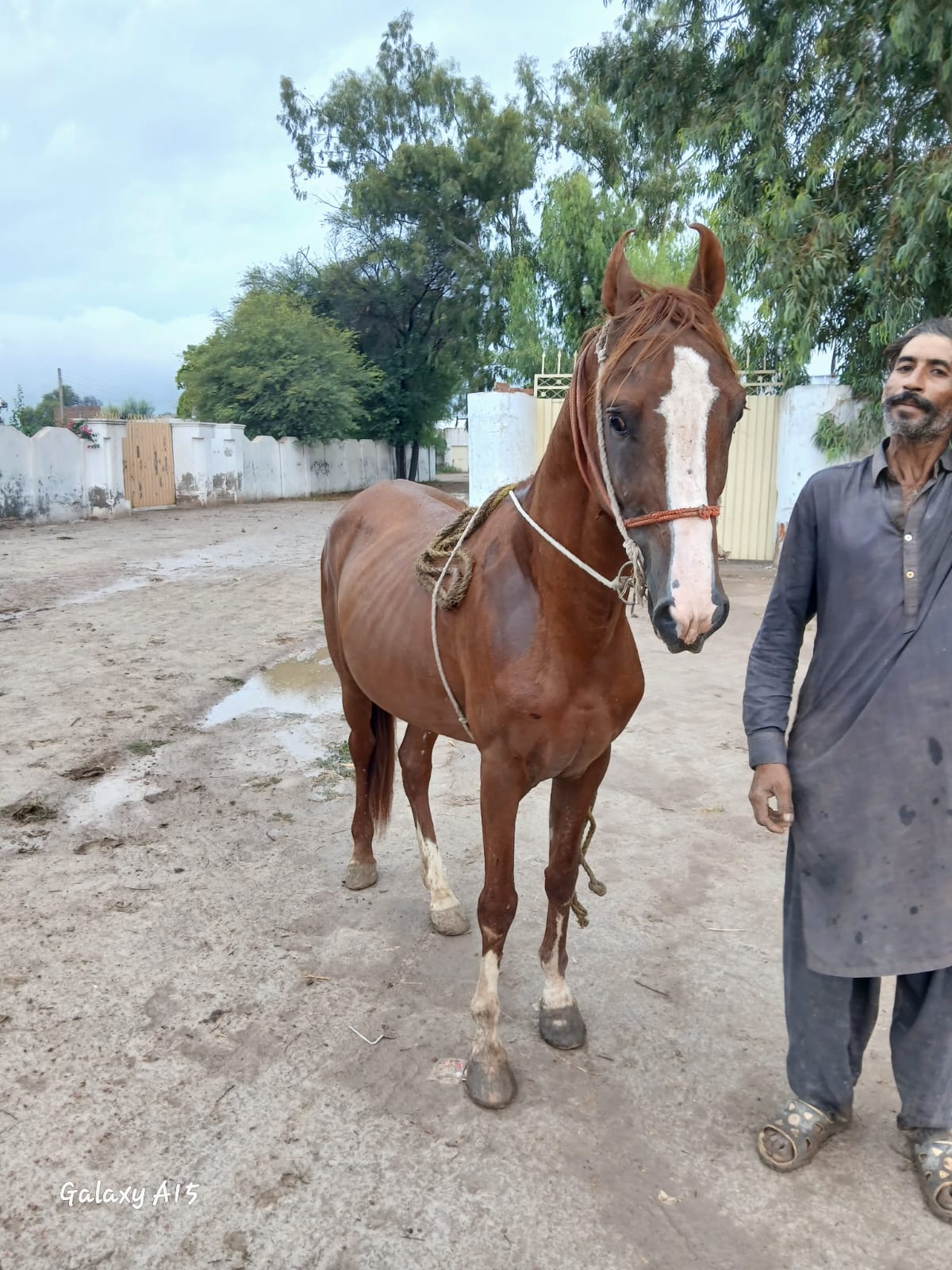 @Only Horse Video 🐴🐴