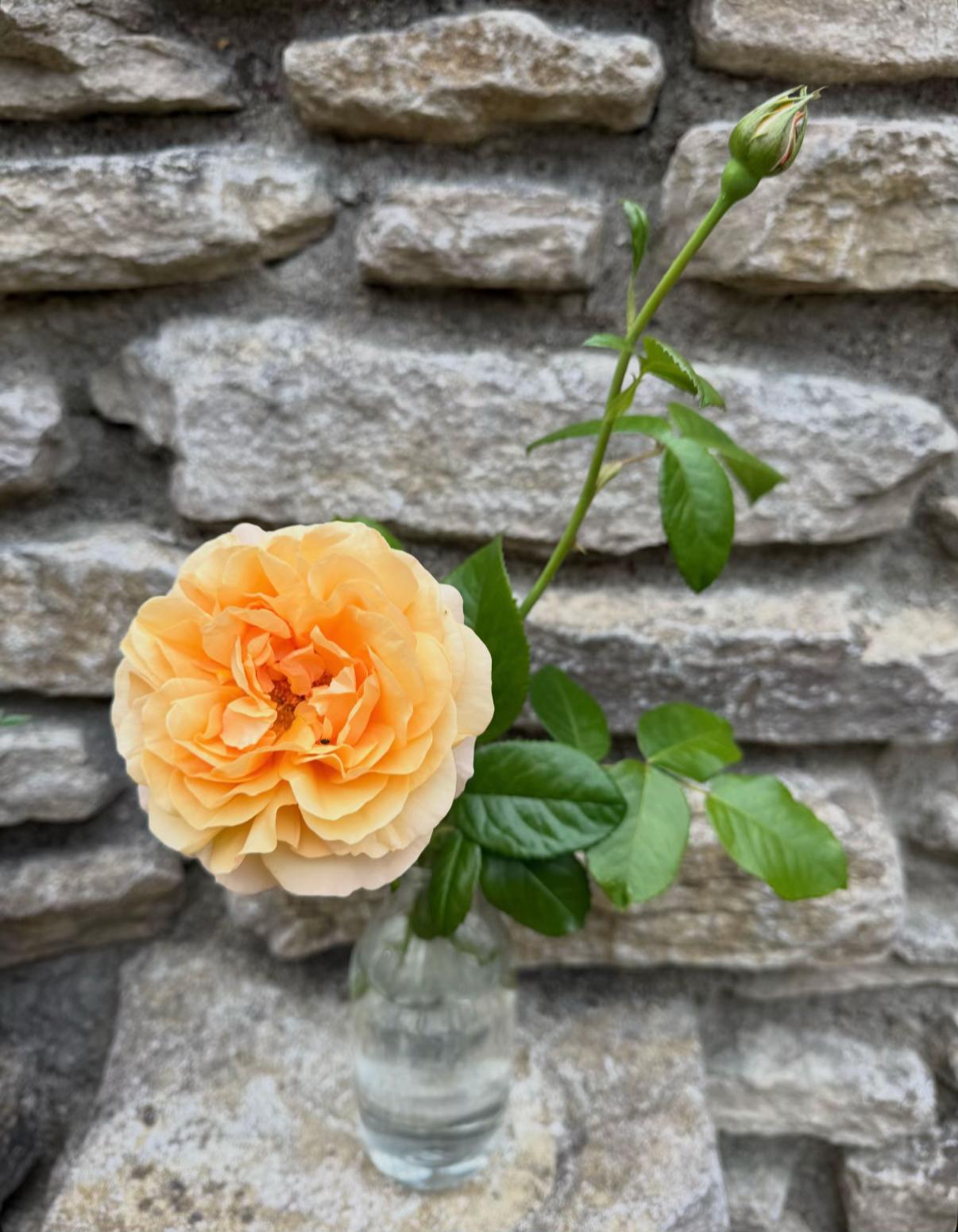 @#gardenerben
