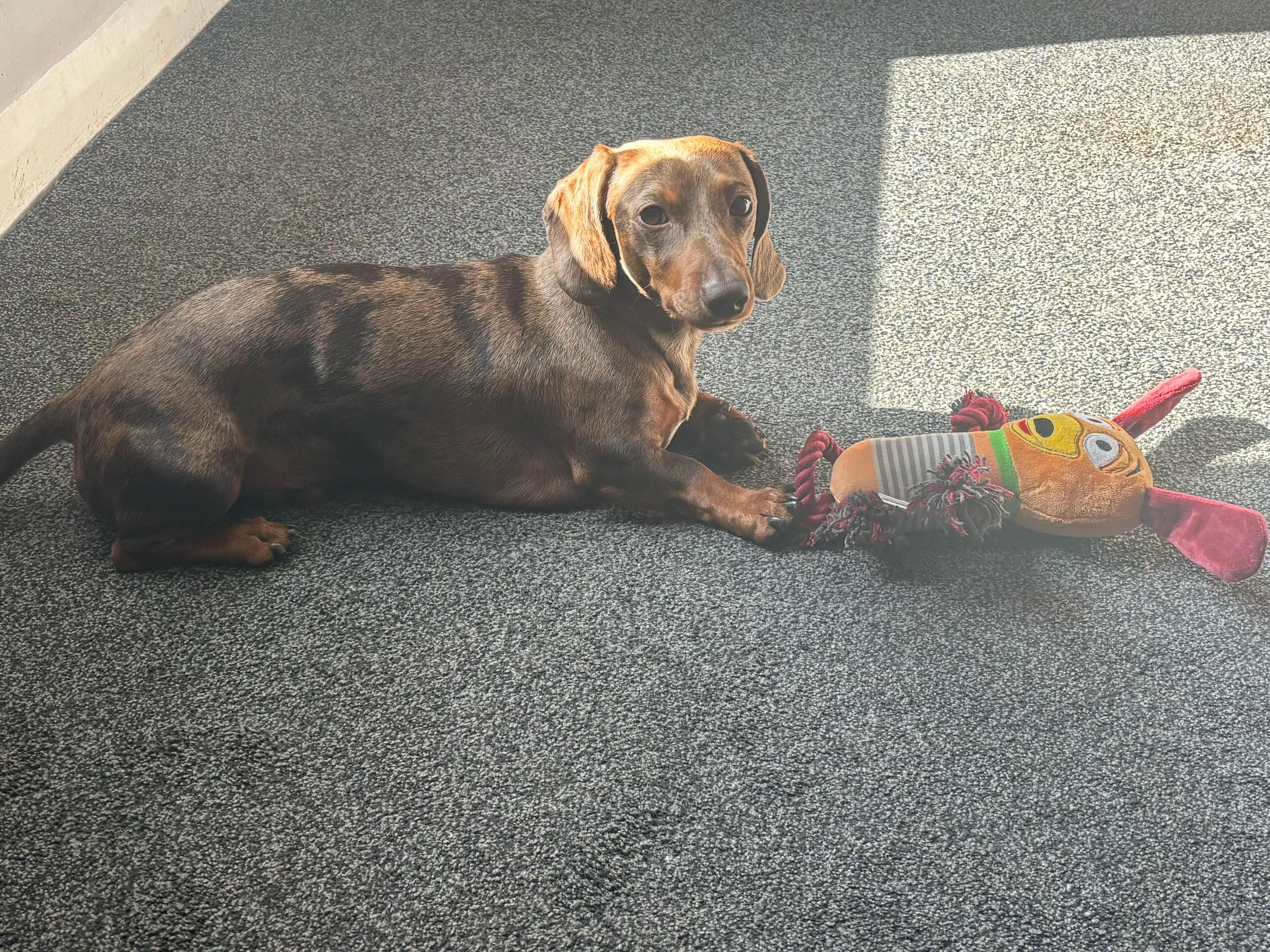 @marleythesausagedog