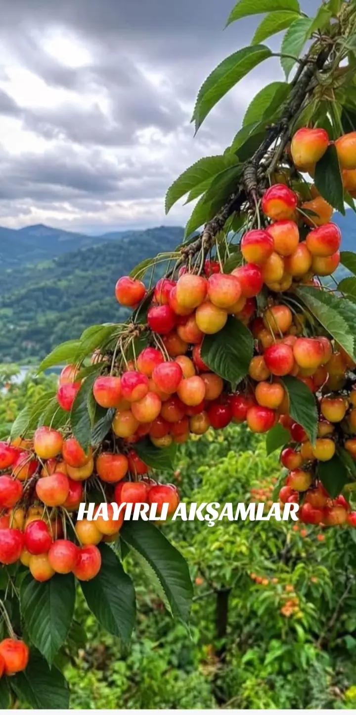@Hasan Yılmaz