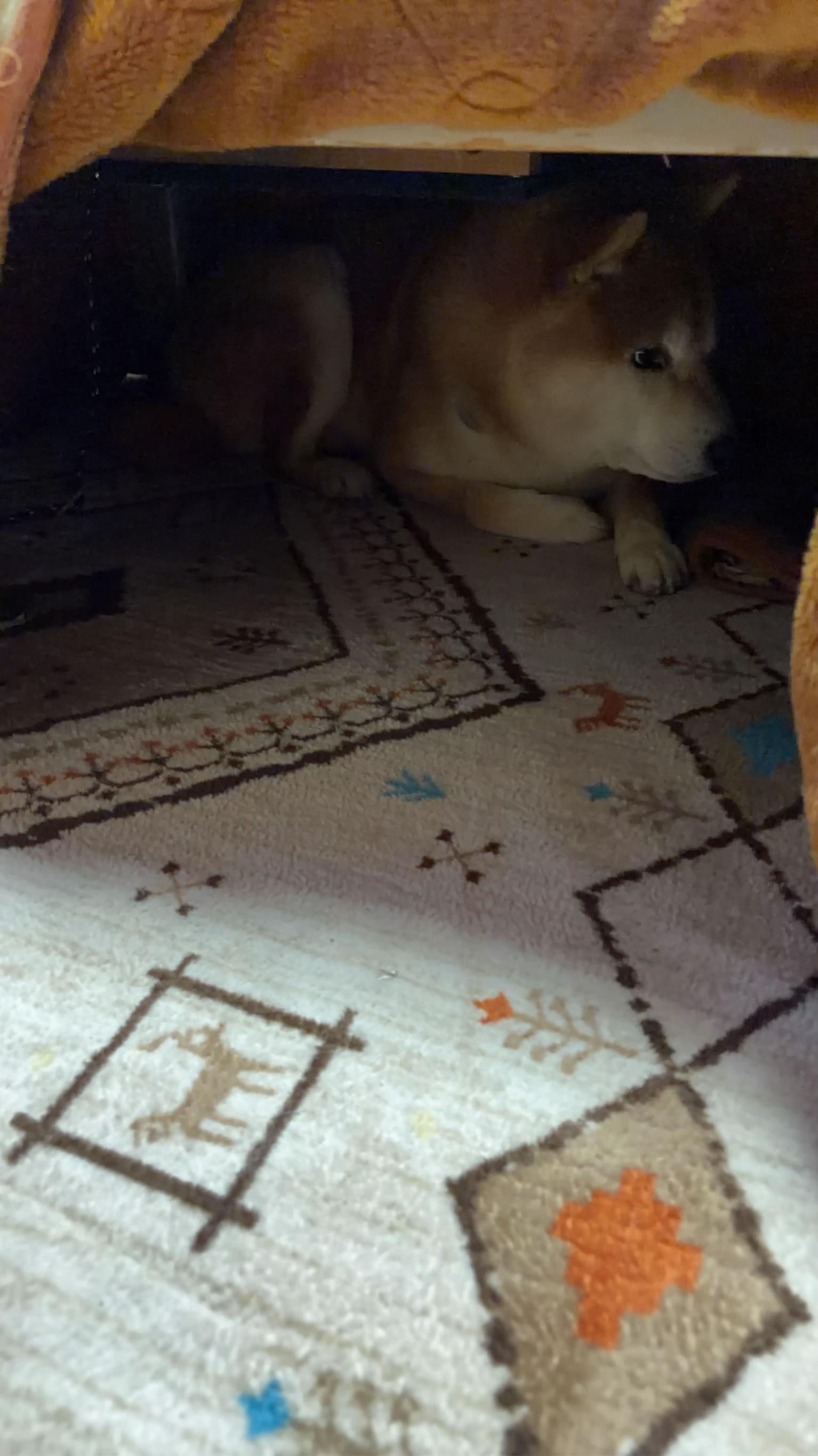 @柴犬虎徹
