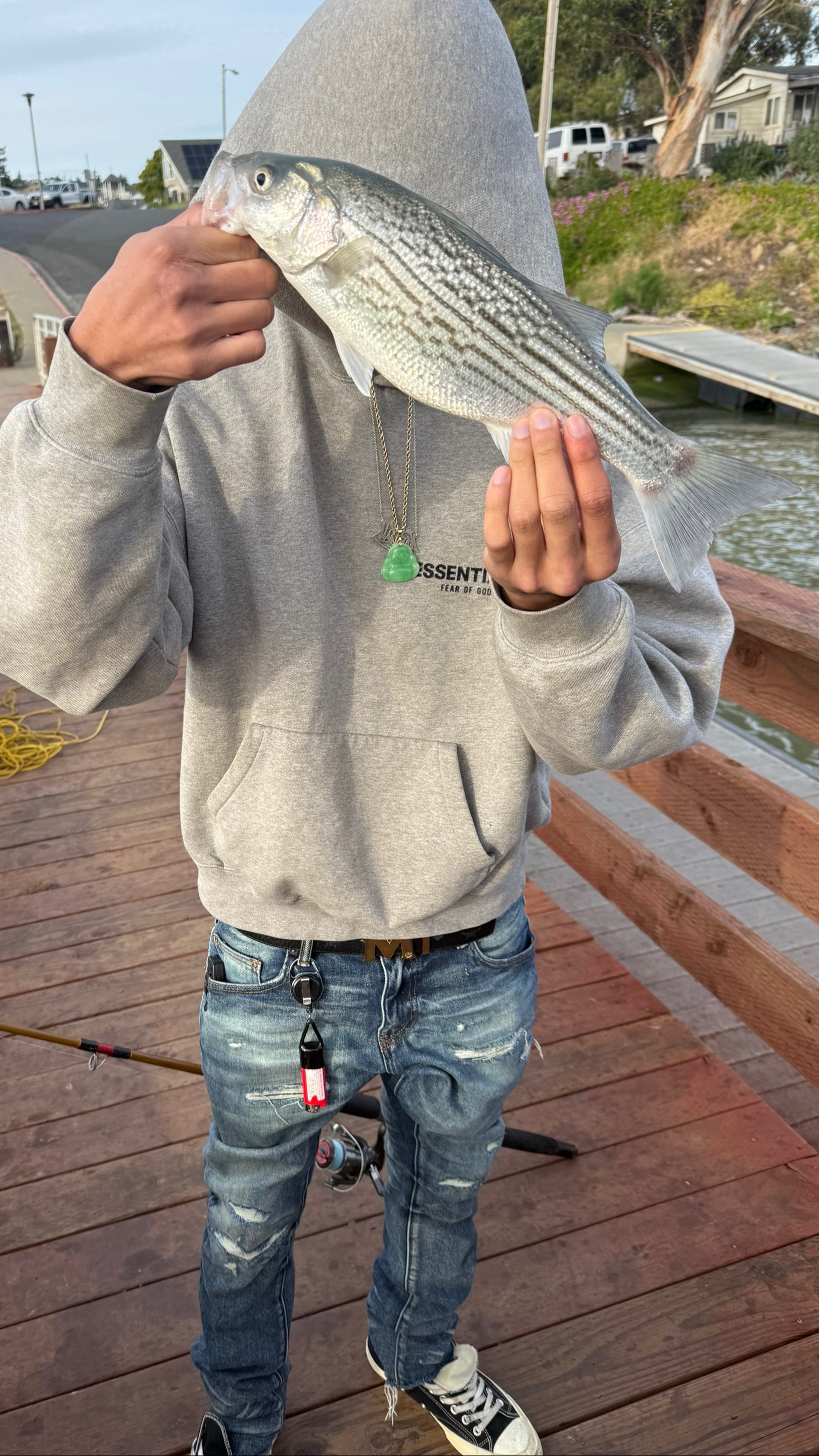 @🦈