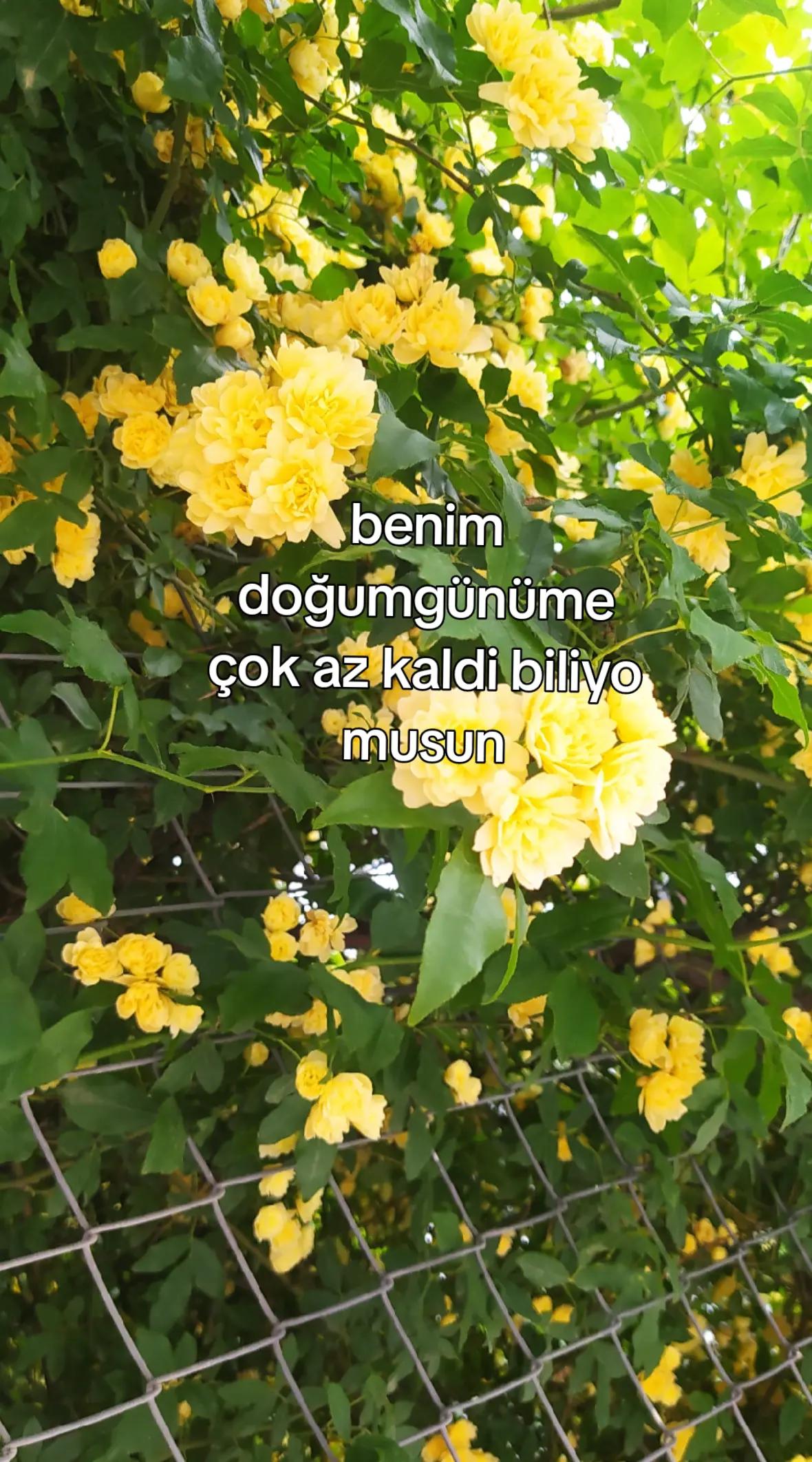 @★dilara★
