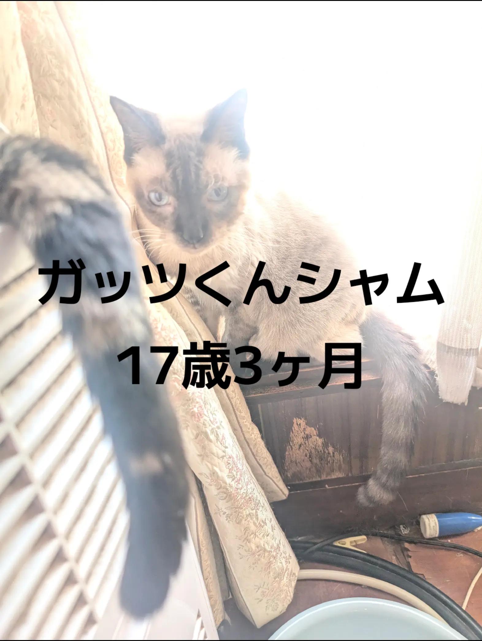 @すいぬこ😻