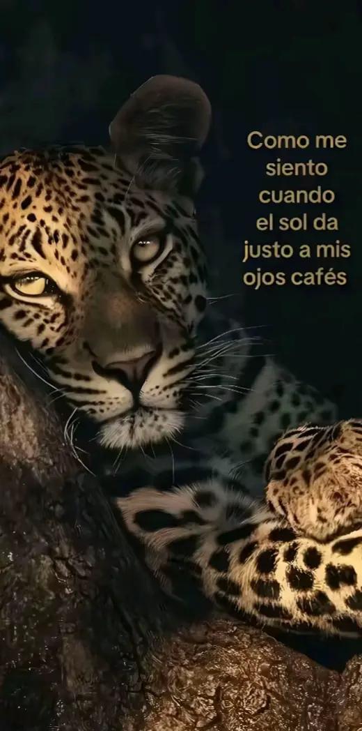 @shulamit