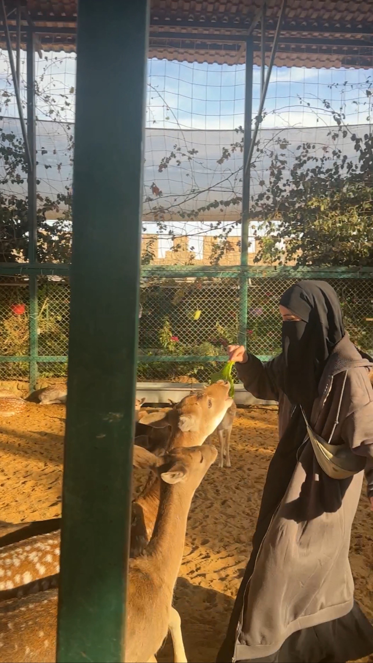 @رؤىٓ