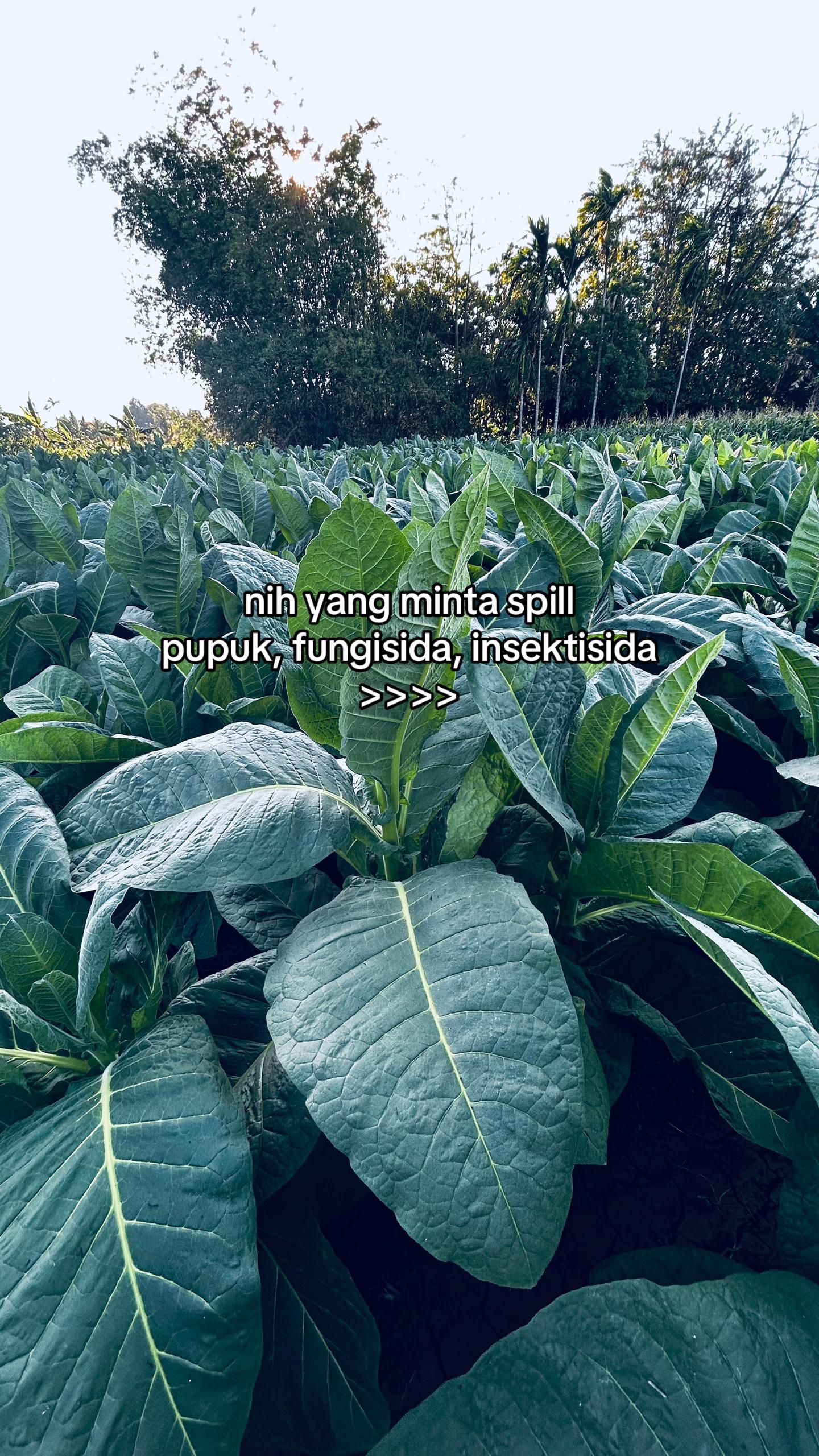 @محمد حسن لطفى