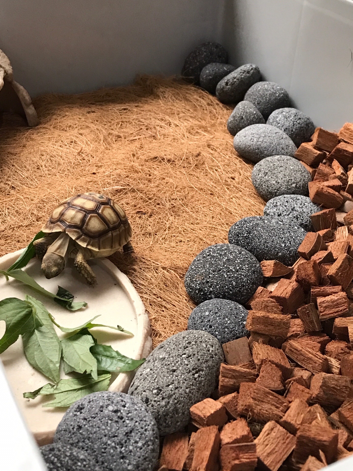 @MYtortojourney 🐢