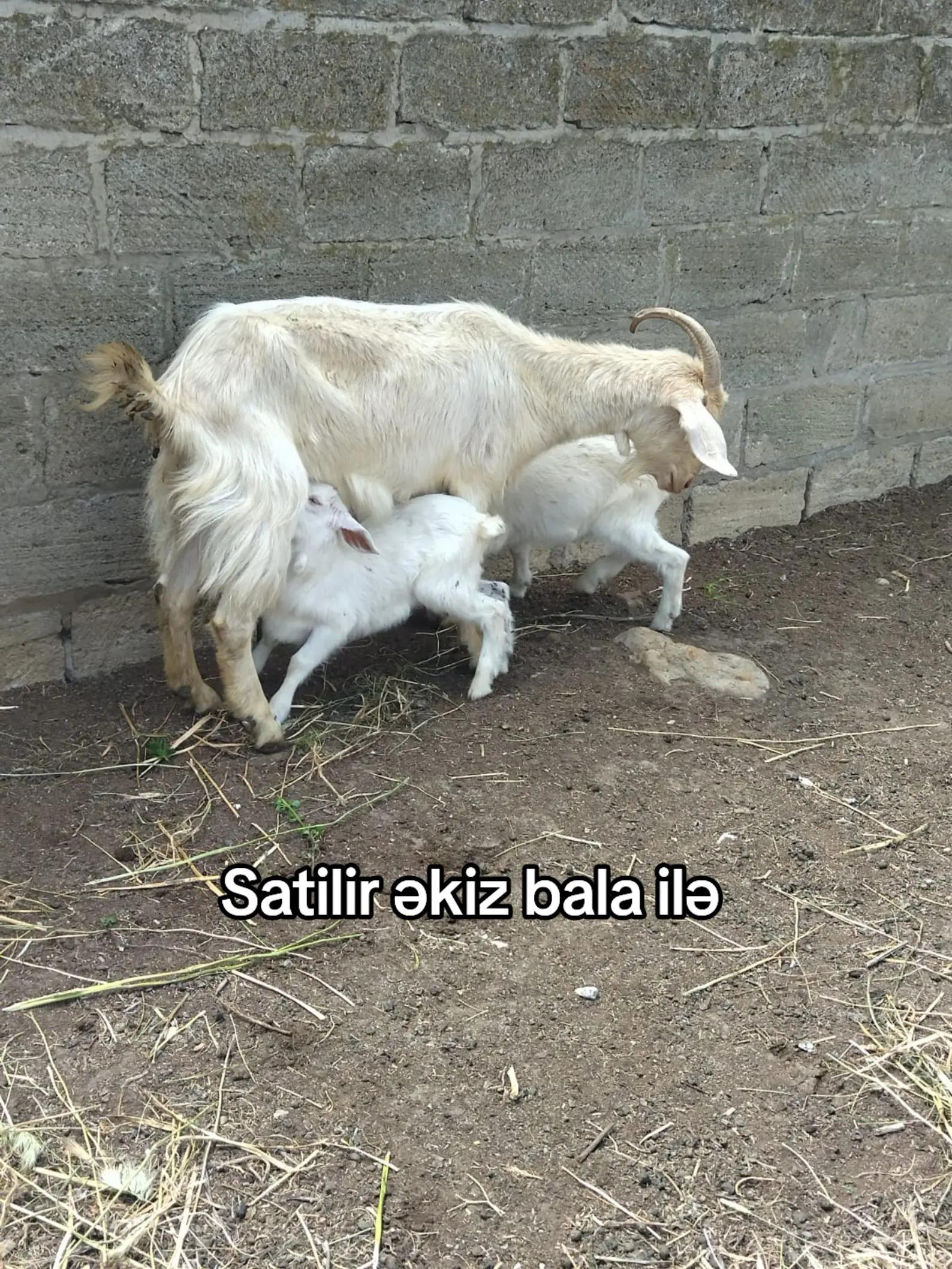 @Fermer qız 023