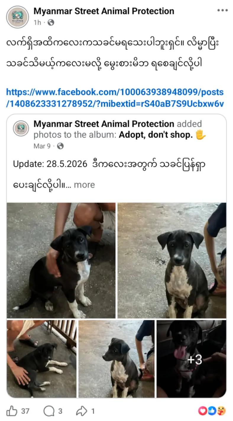 @MyanmarStreetAnimalProtection