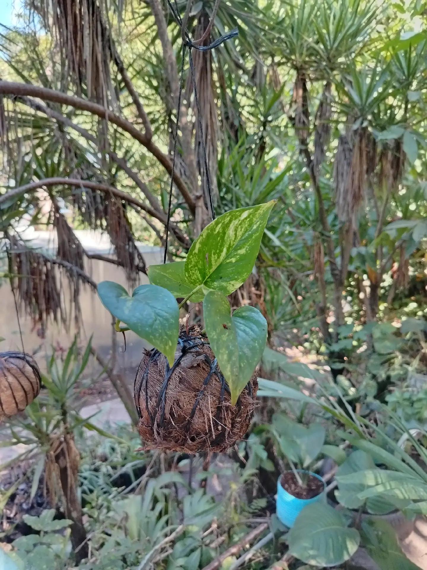 @Gu&iacute;a verde