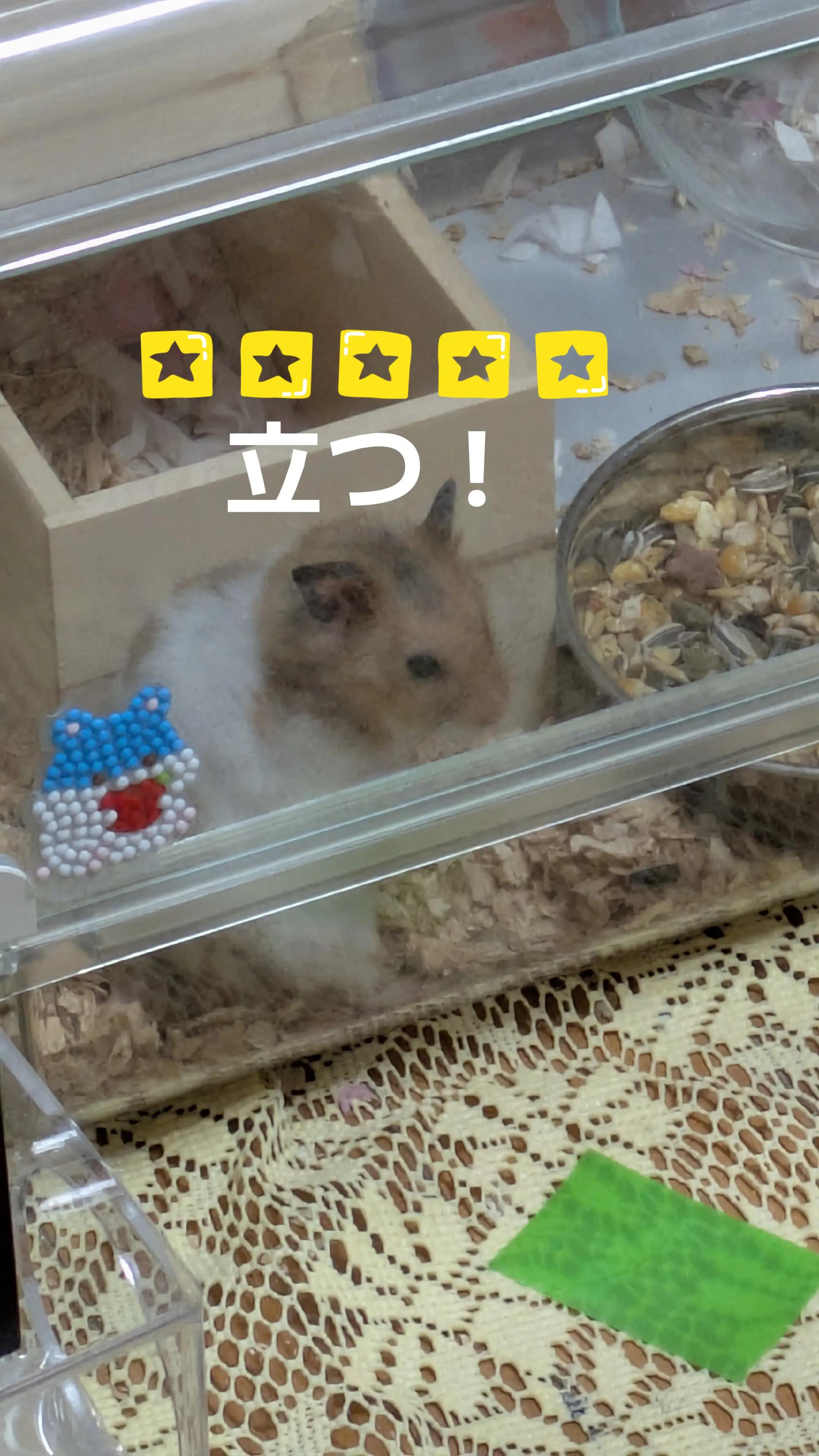 @๐นใใใก๐น