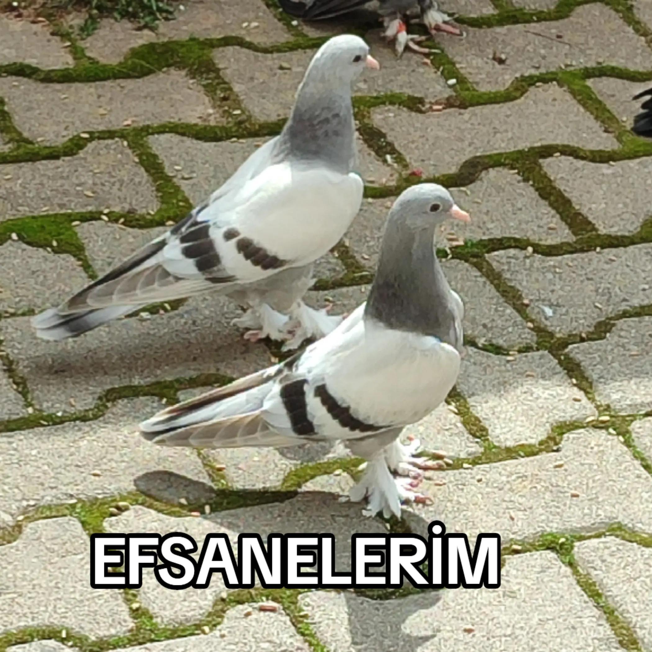 @Hacı Osman Tanrıkulu