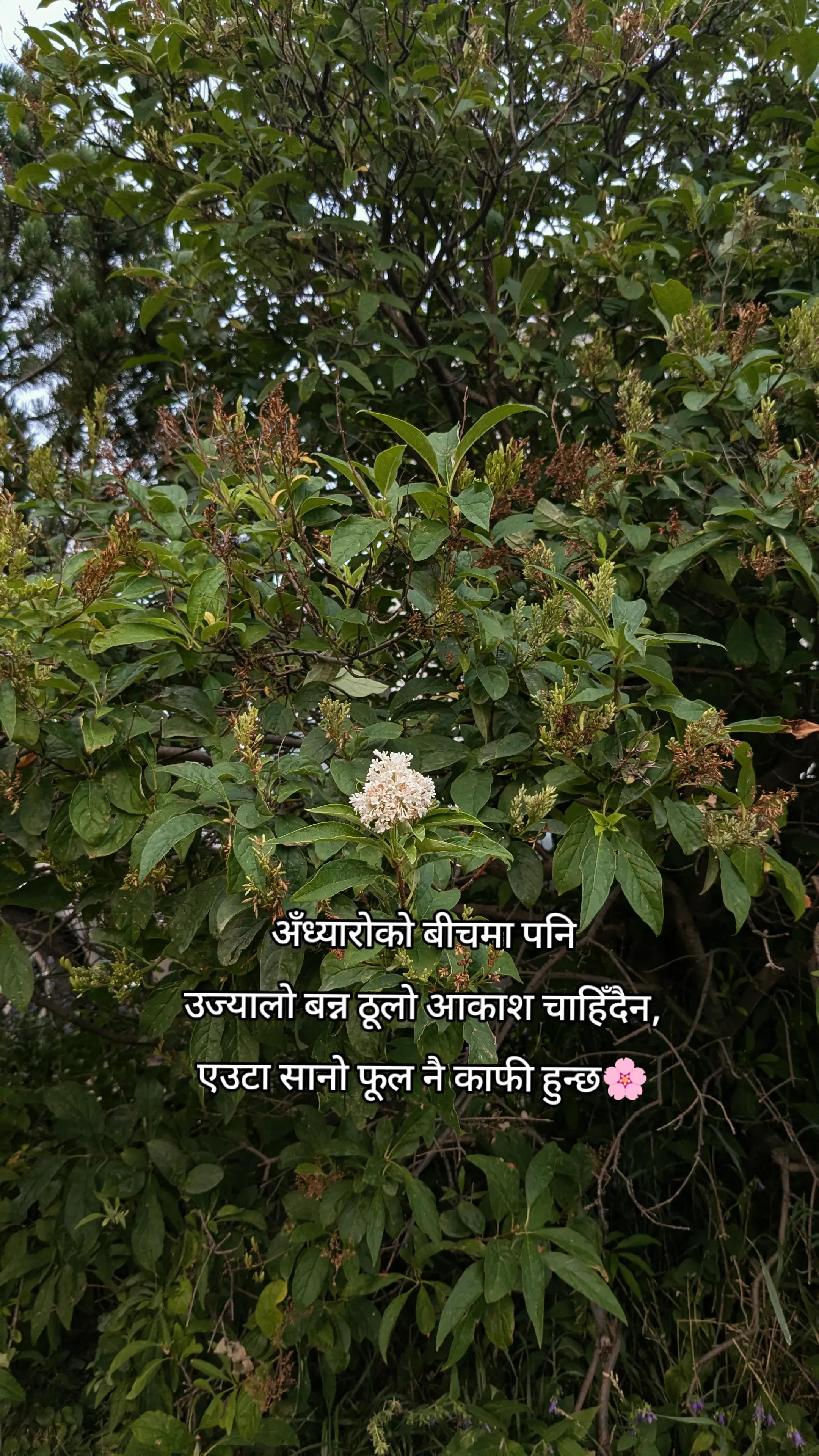 @MANJU🌸