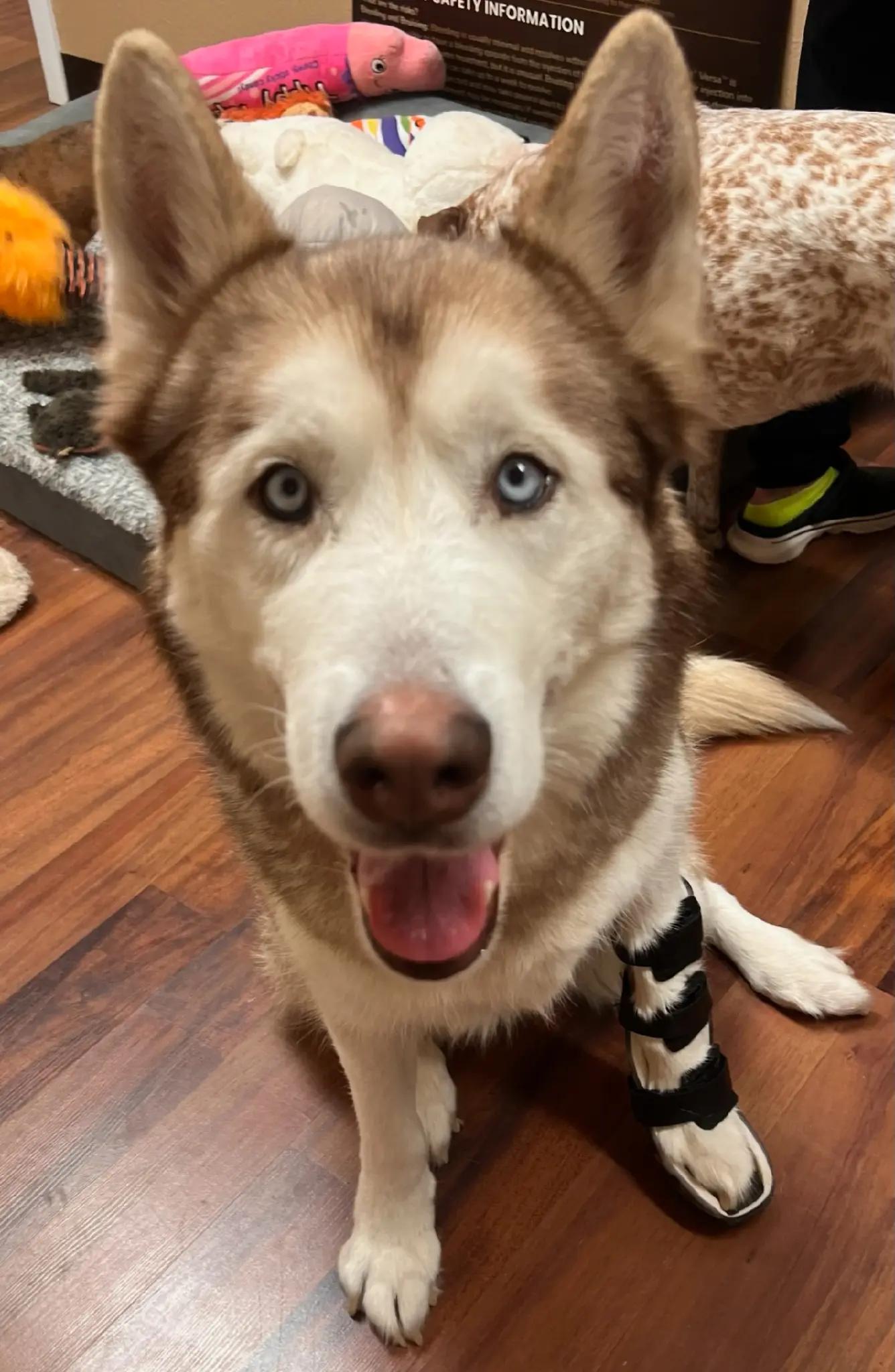 @SHARPofNY SiberianHusky Rescue
