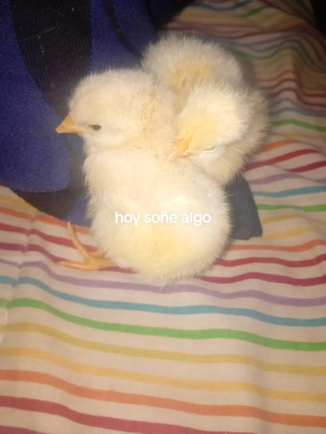 @flor fernandez vigevani🇦🇷