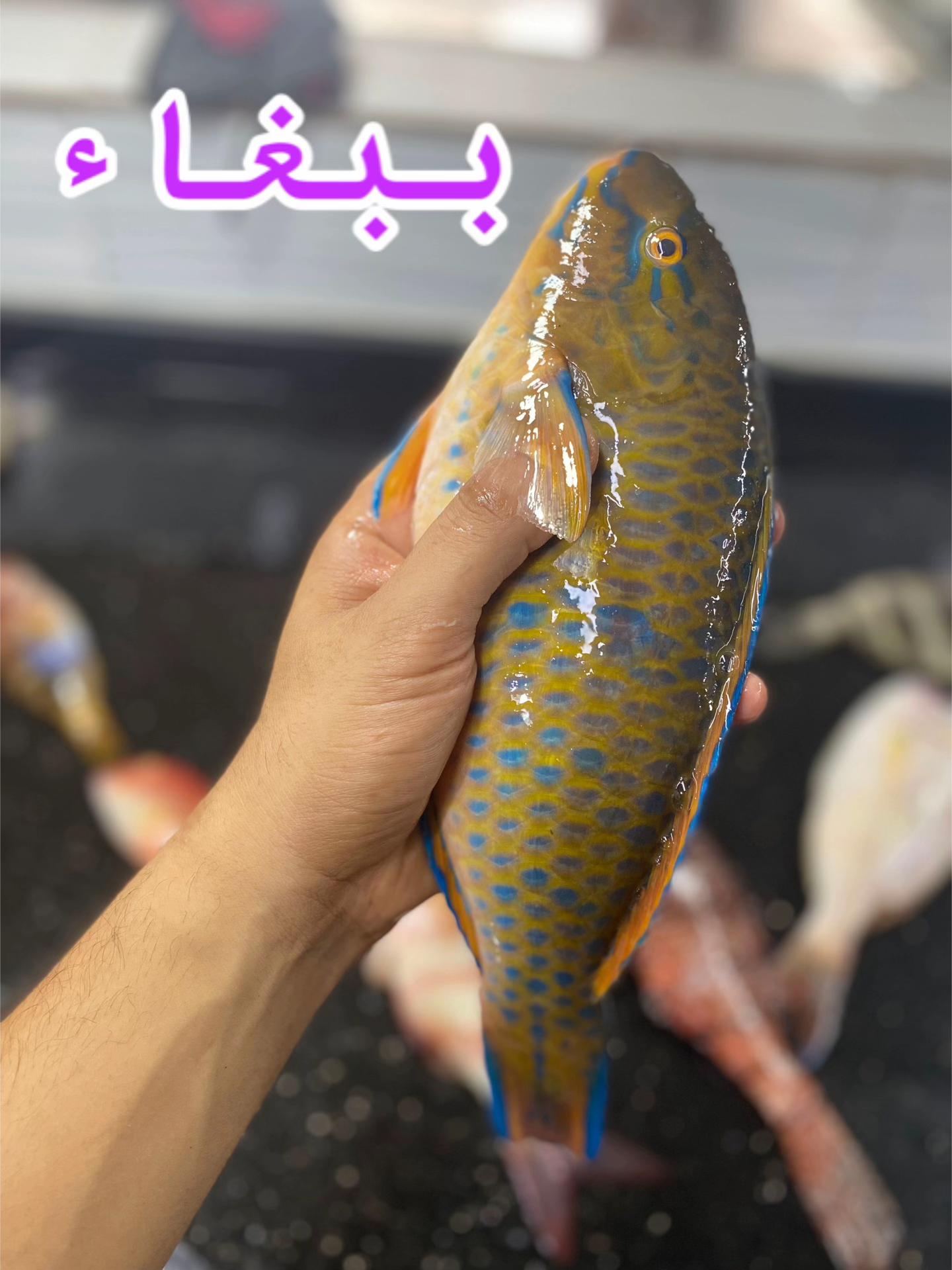 @مطعم ومسمكة الريس الصرفند
