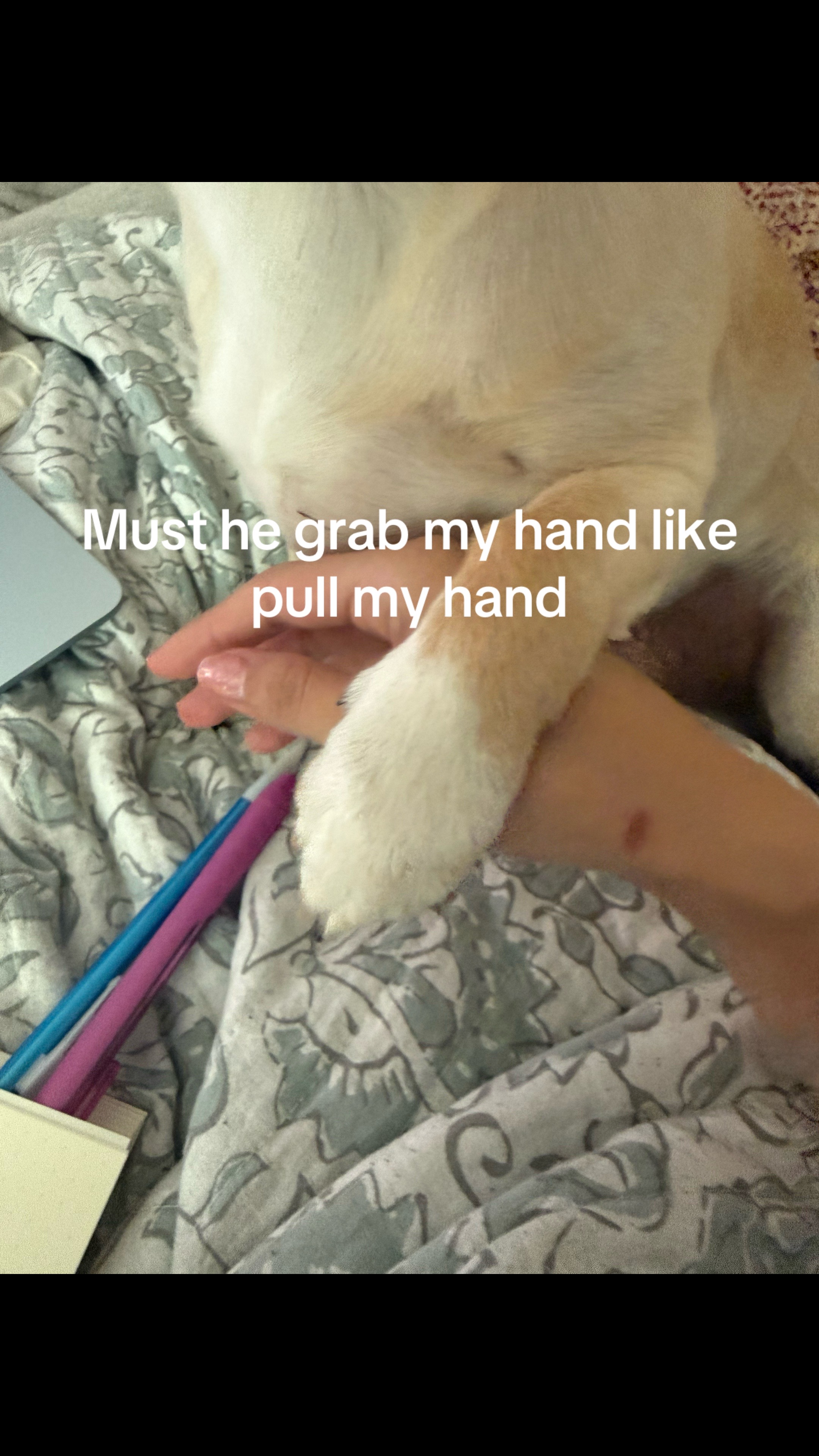 @🦊