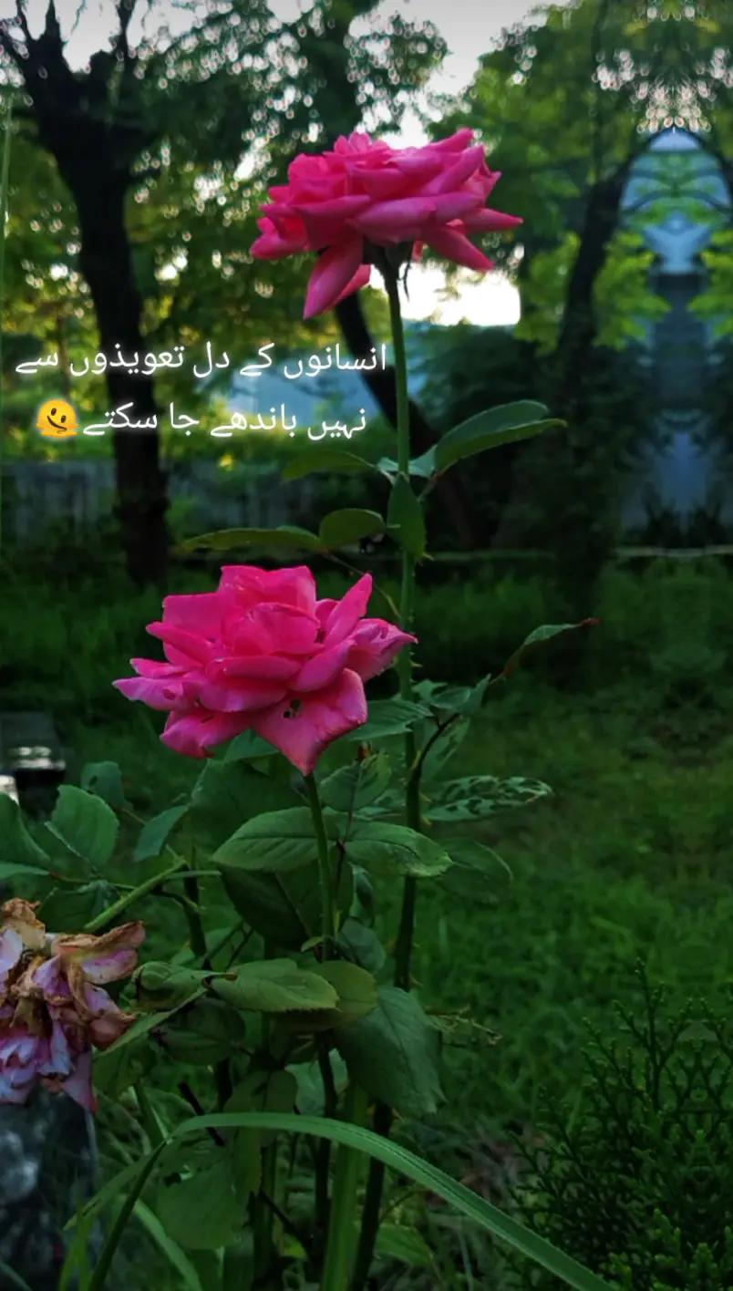 @علیزے🦋