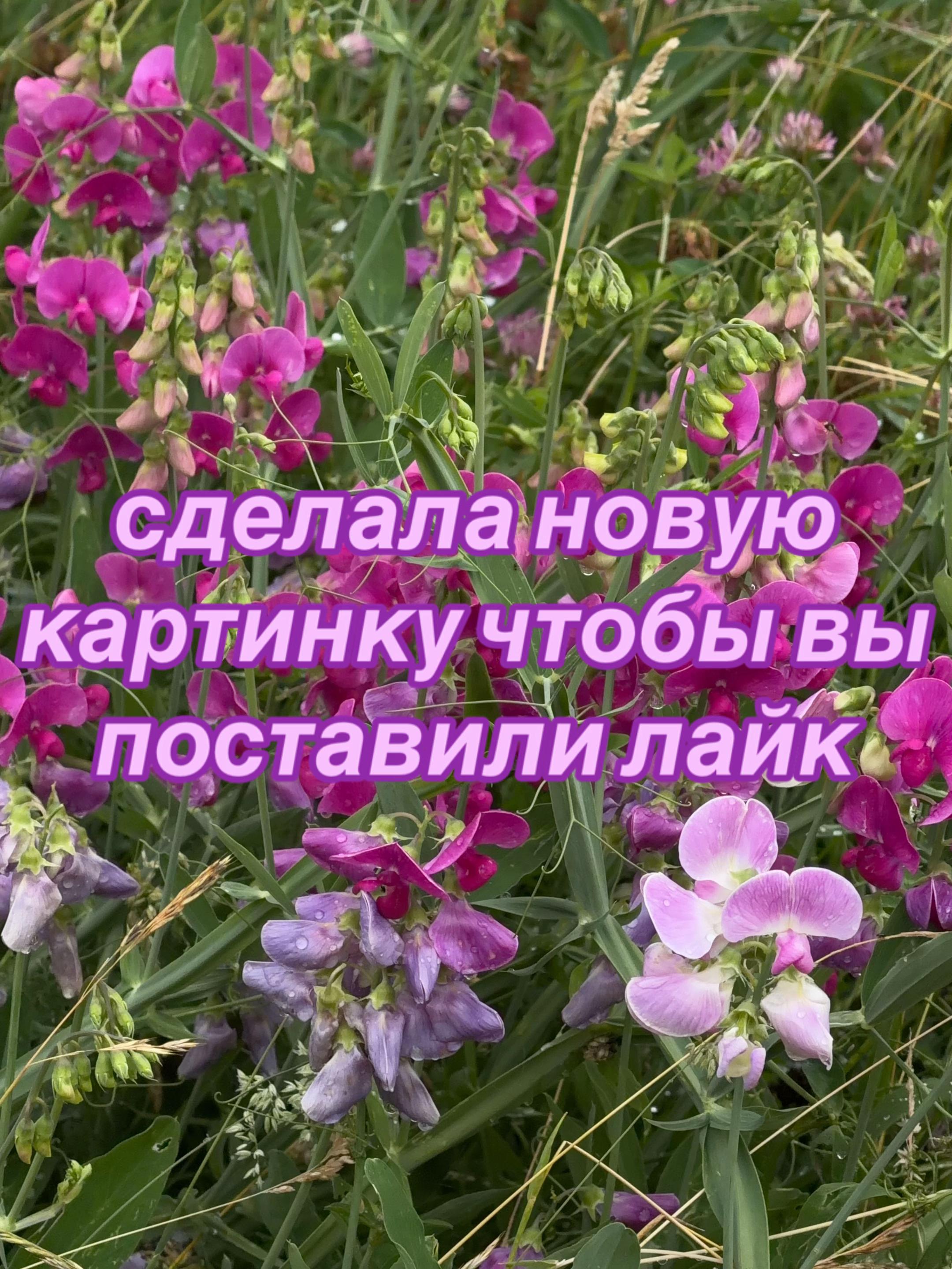 @☆彡